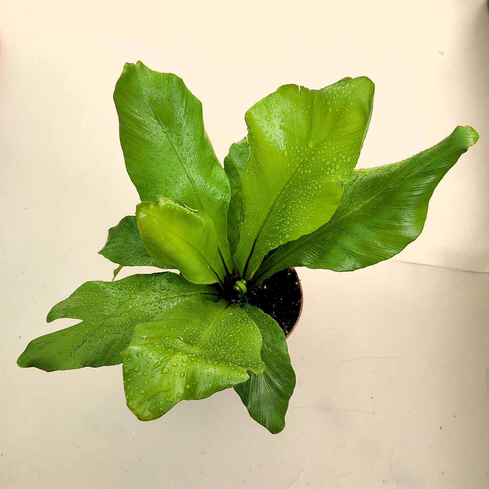 Asplenium nidus (helecho nido de ave) - 4