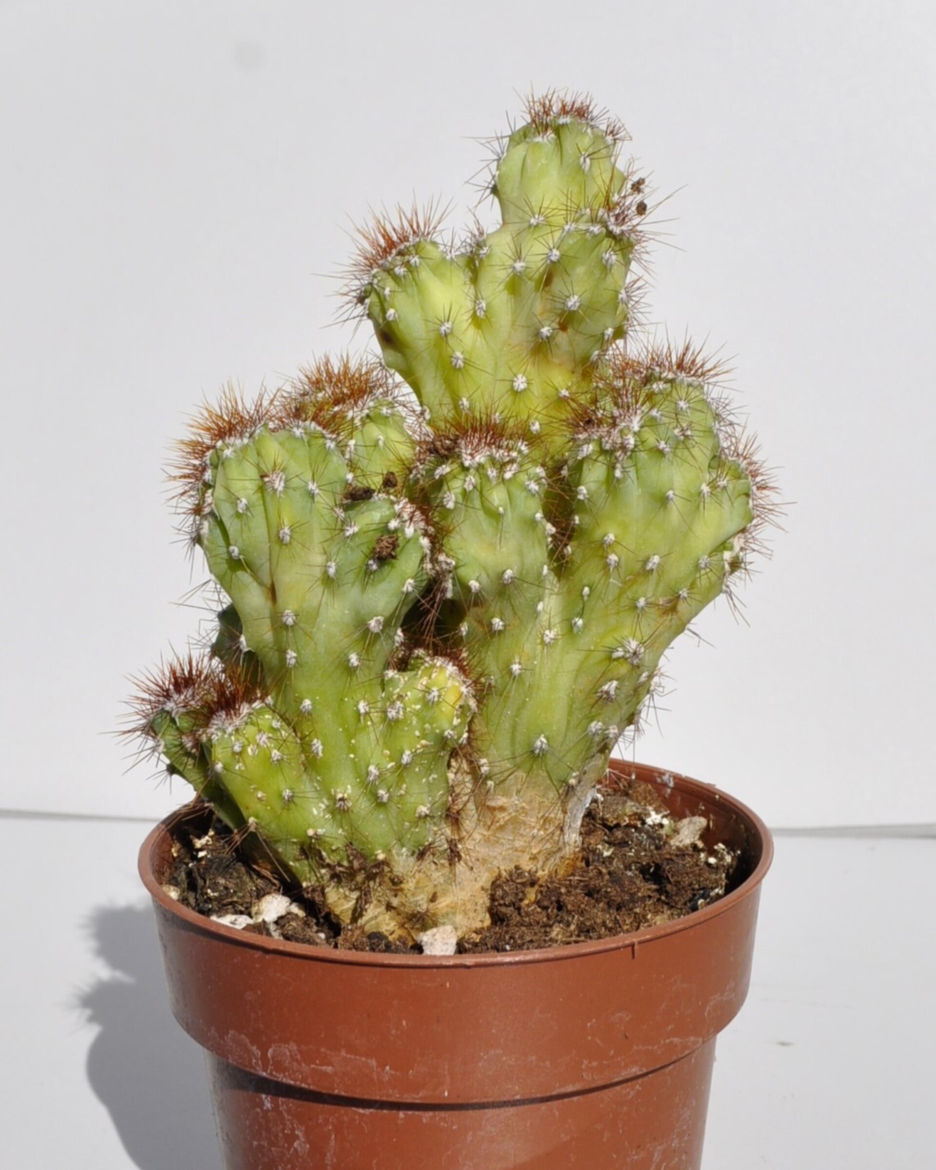 Cereus peruvianus var. monstruosus - 6