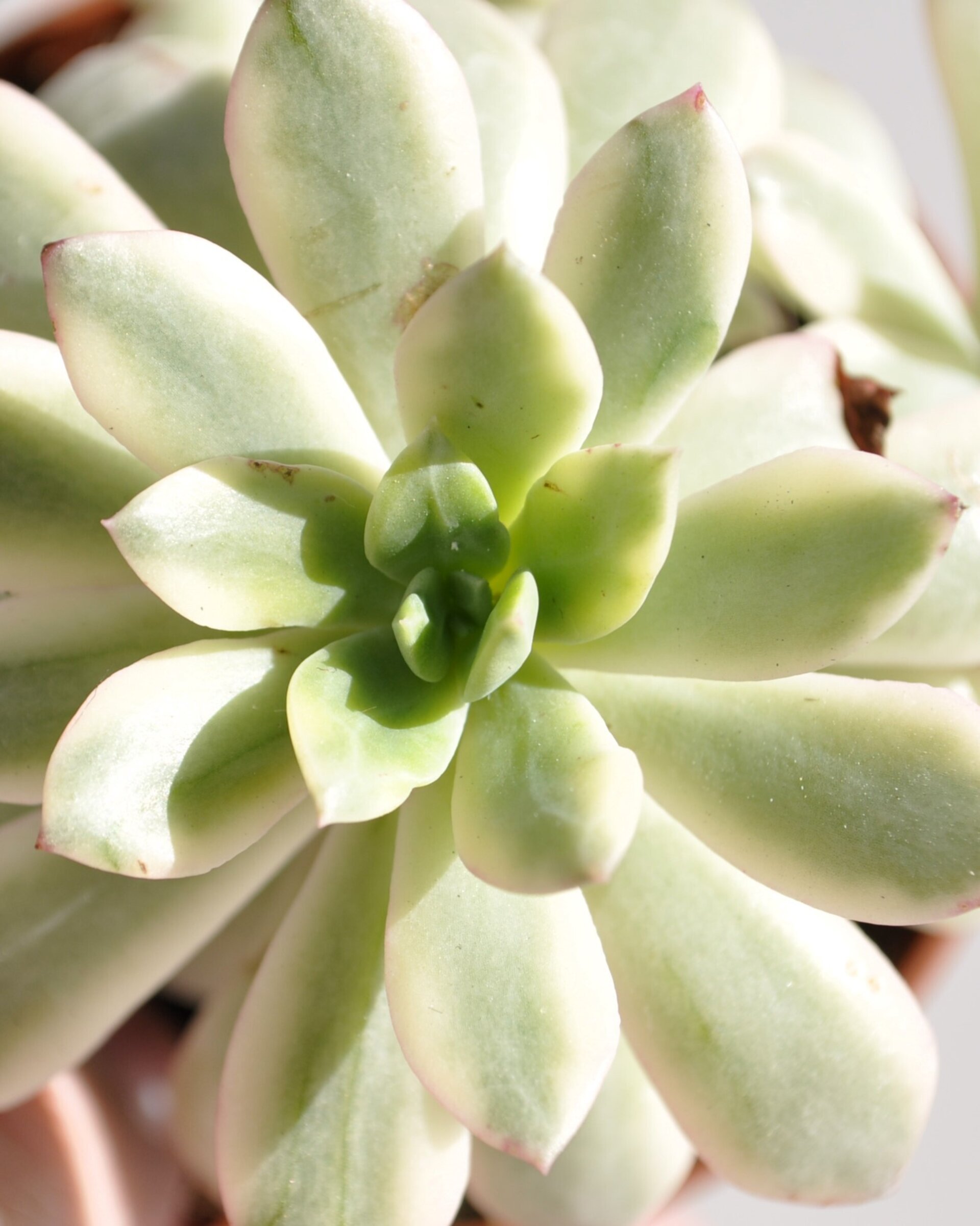 Echeveria cf. agavoides 'Minibelle Variegata' - 7