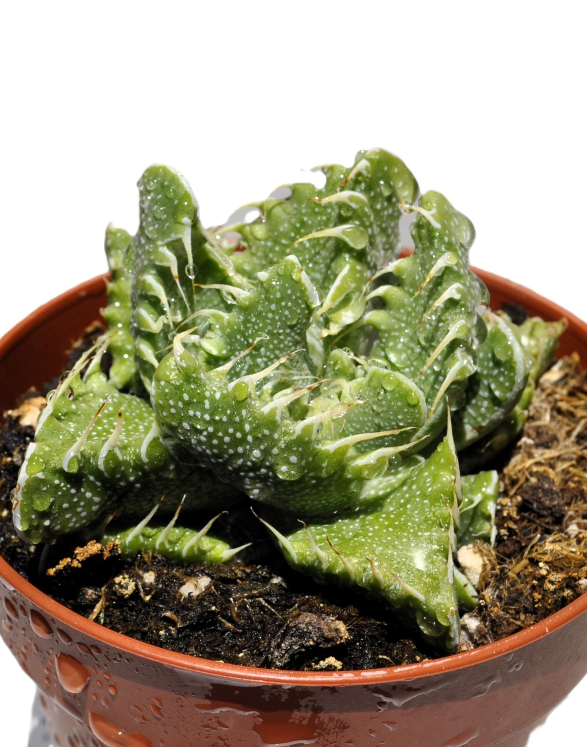 Faucaria tigrina (boca de tigre) - 5
