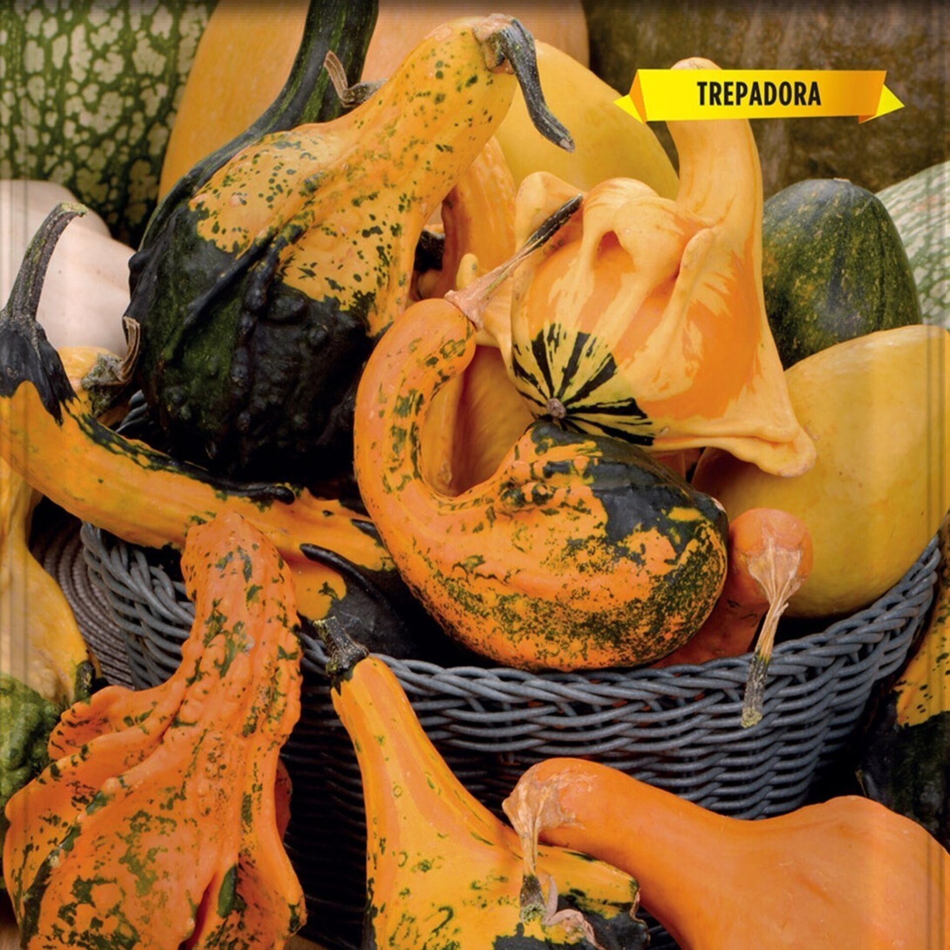 Cucurbita pepo (calabacitas de adorno variadas) - Semillas - 1