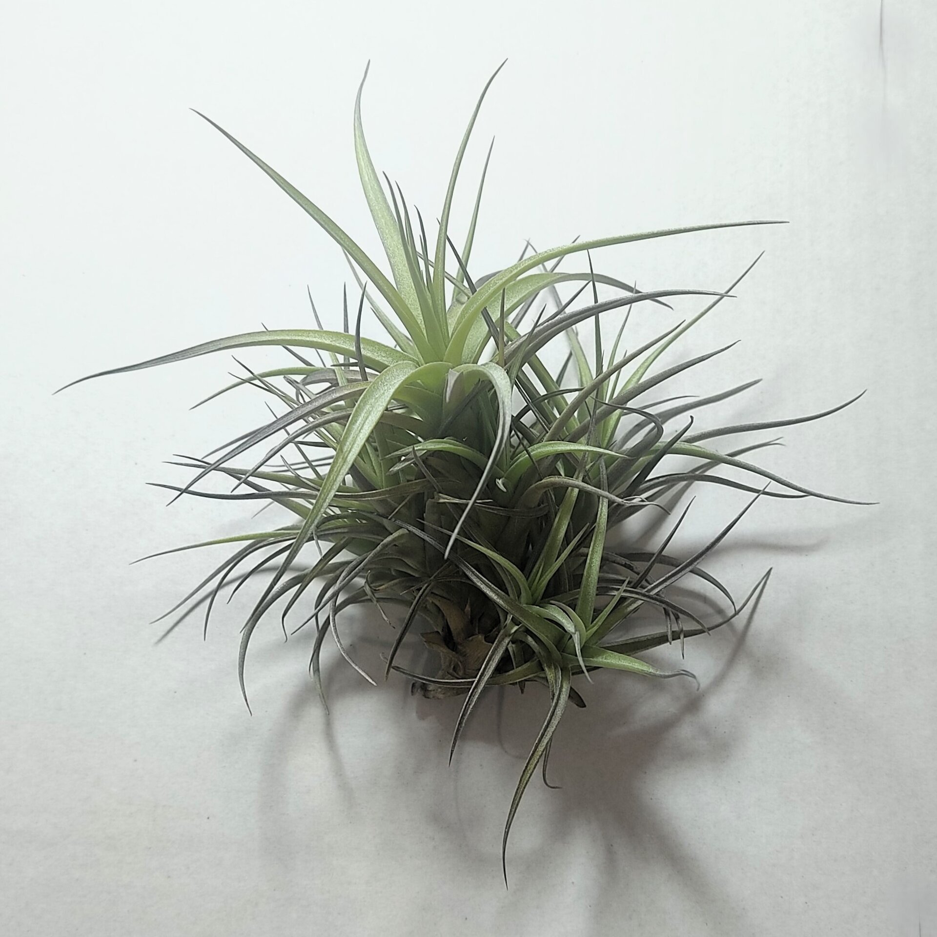 Tillandsia aeranthos 'Mini' "clump" (mata) - 2