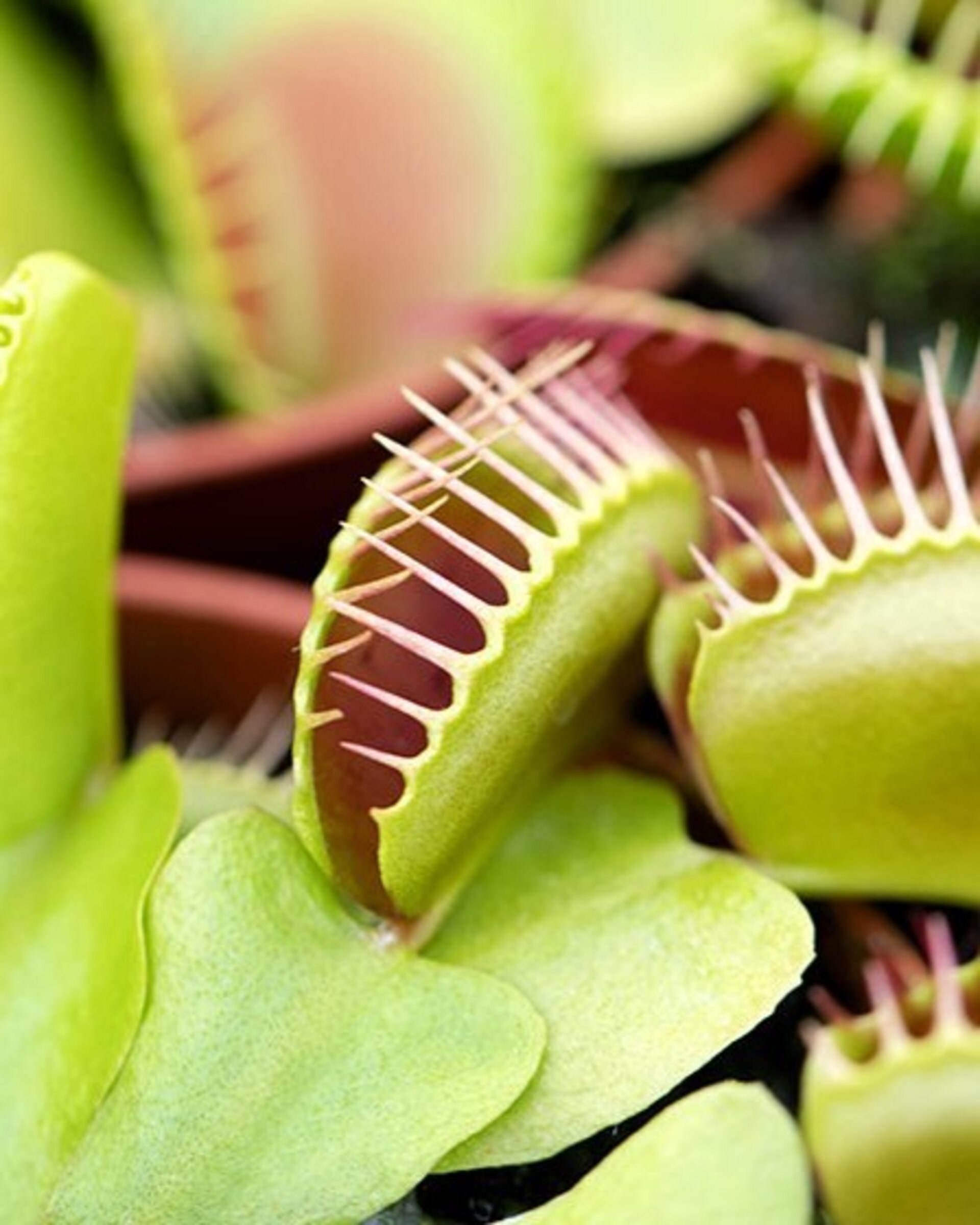 Lote Plantas Carnívoras - 5 ejemplares (M5,5) - 1