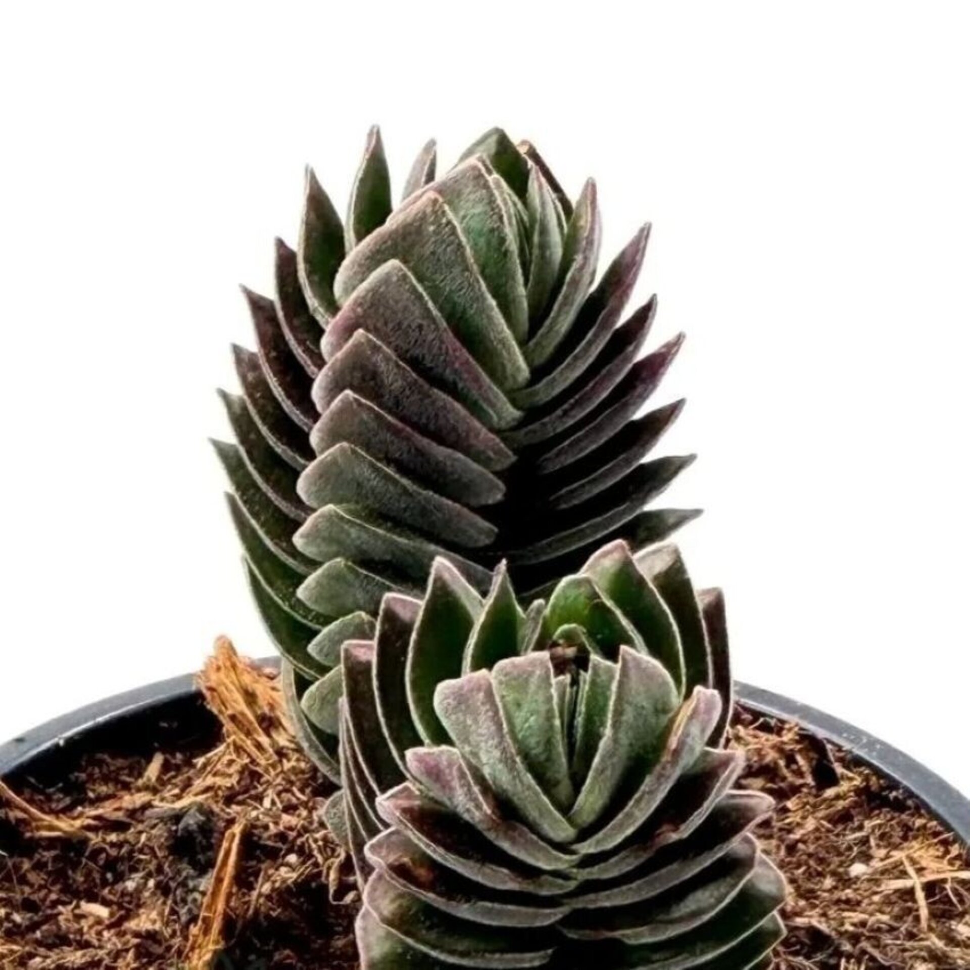 Crassula ‘Buddha’s Temple’ (crásula Templo de Buda) - 1