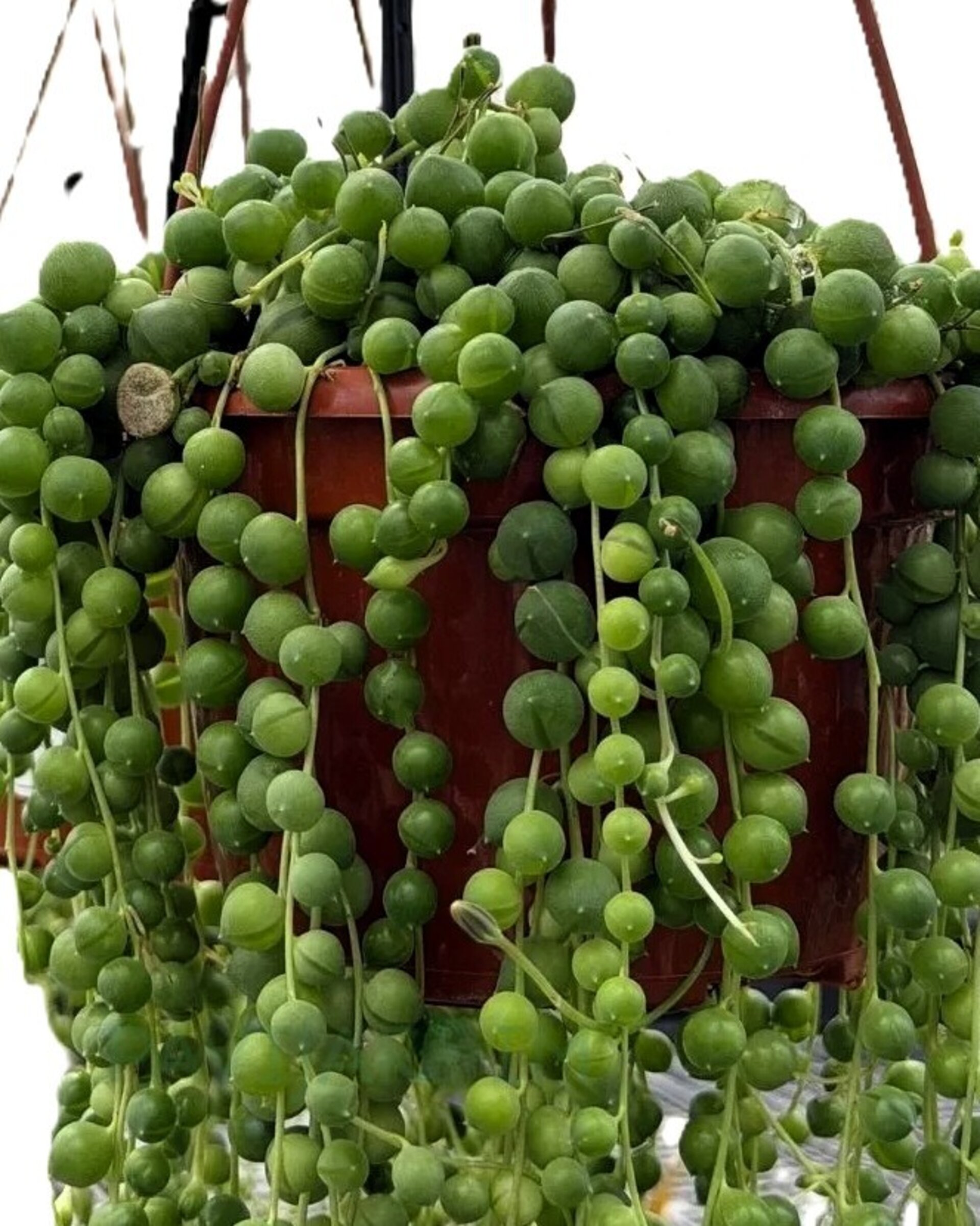 Senecio rowleyanus Híbrido [M15] (collar de perlas gigantes) - 2