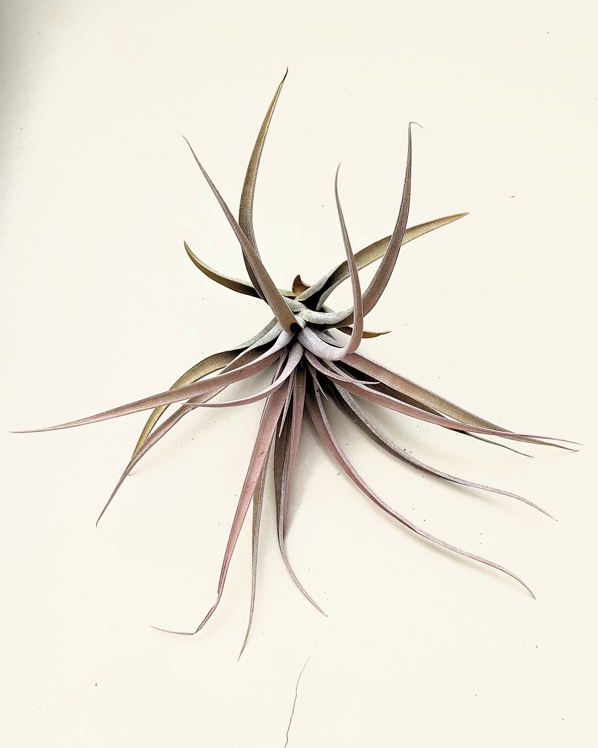 Tillandsia capitata 'Peach' (medium) - 3