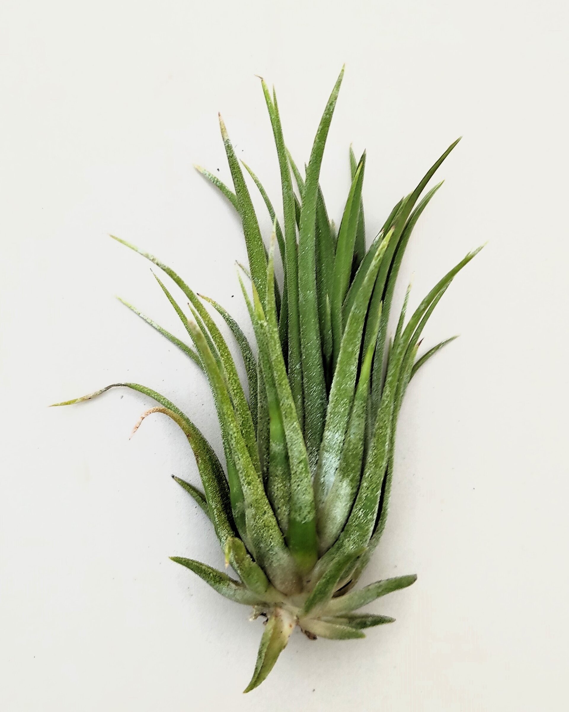 Tillandsia ionantha var. rubra [large] - 4