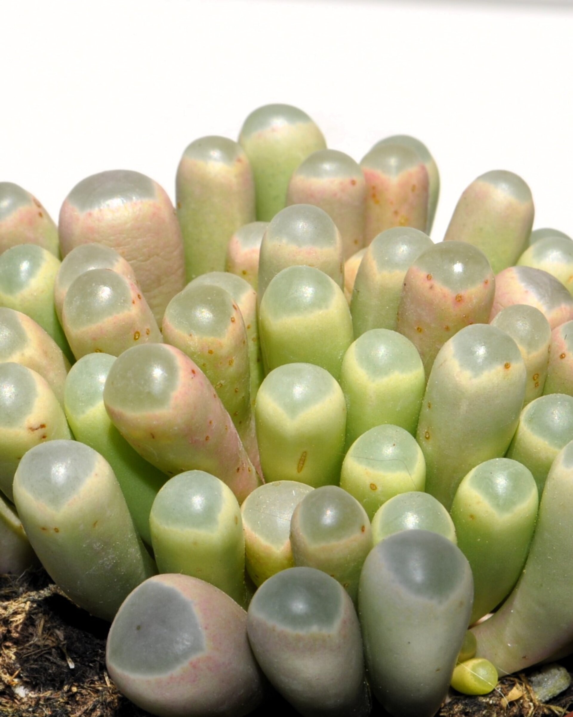 Fenestraria rhopalophylla subsp. aurantiaca (planta ventana) - 1