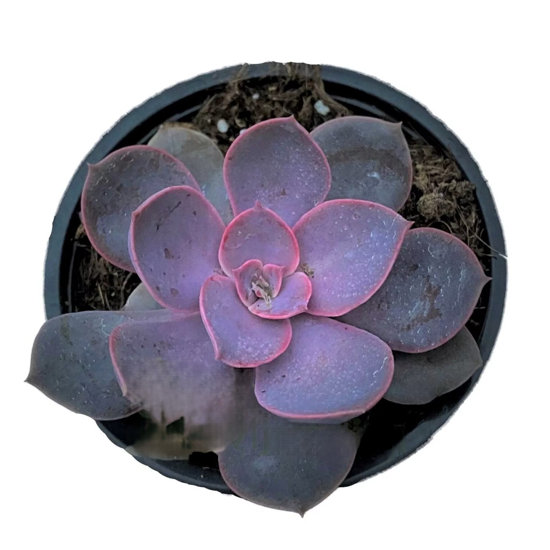 Echeveria ‘Lynn' - 1