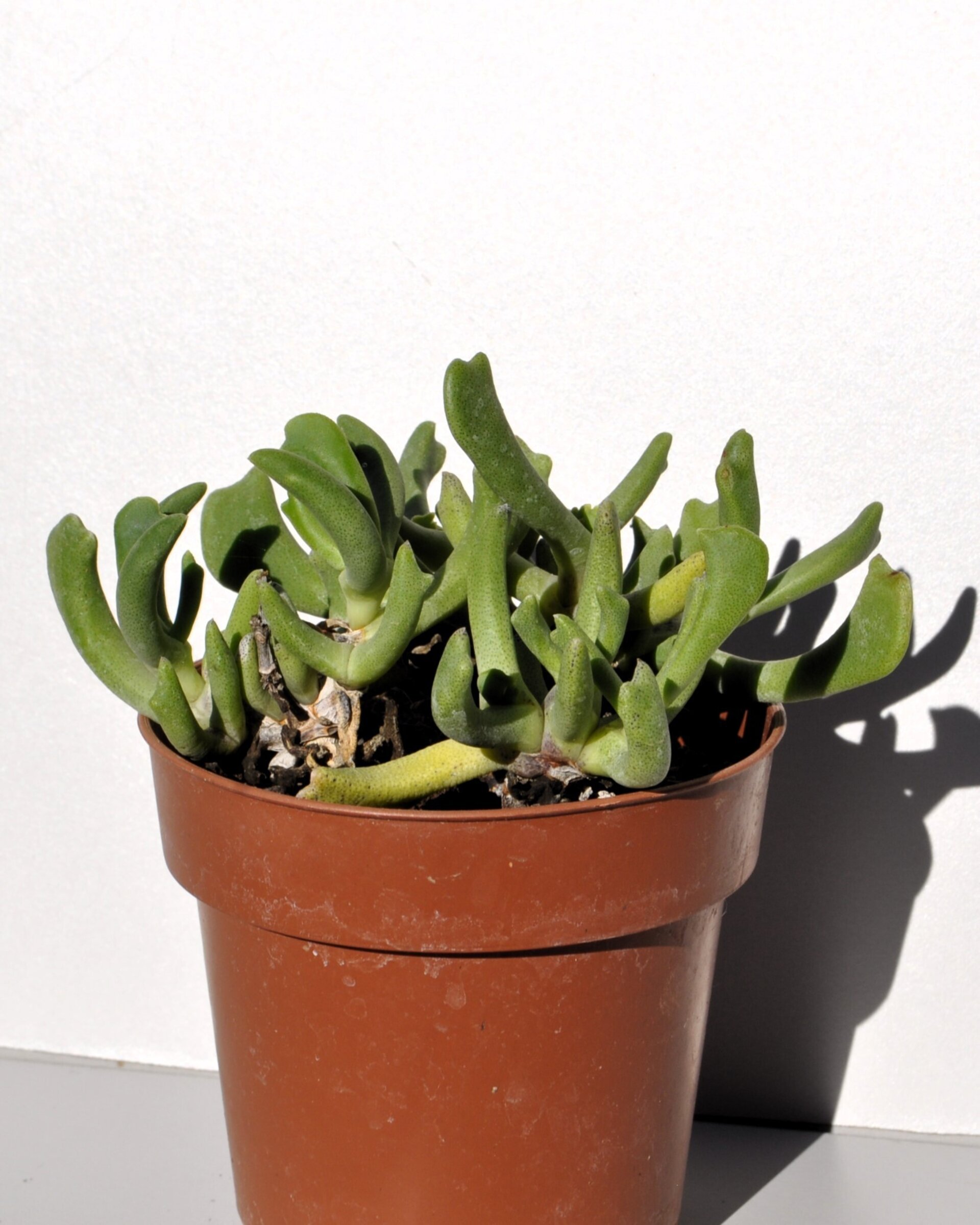 Rhombophyllum dolabriforme (cuerno de alce) - 4