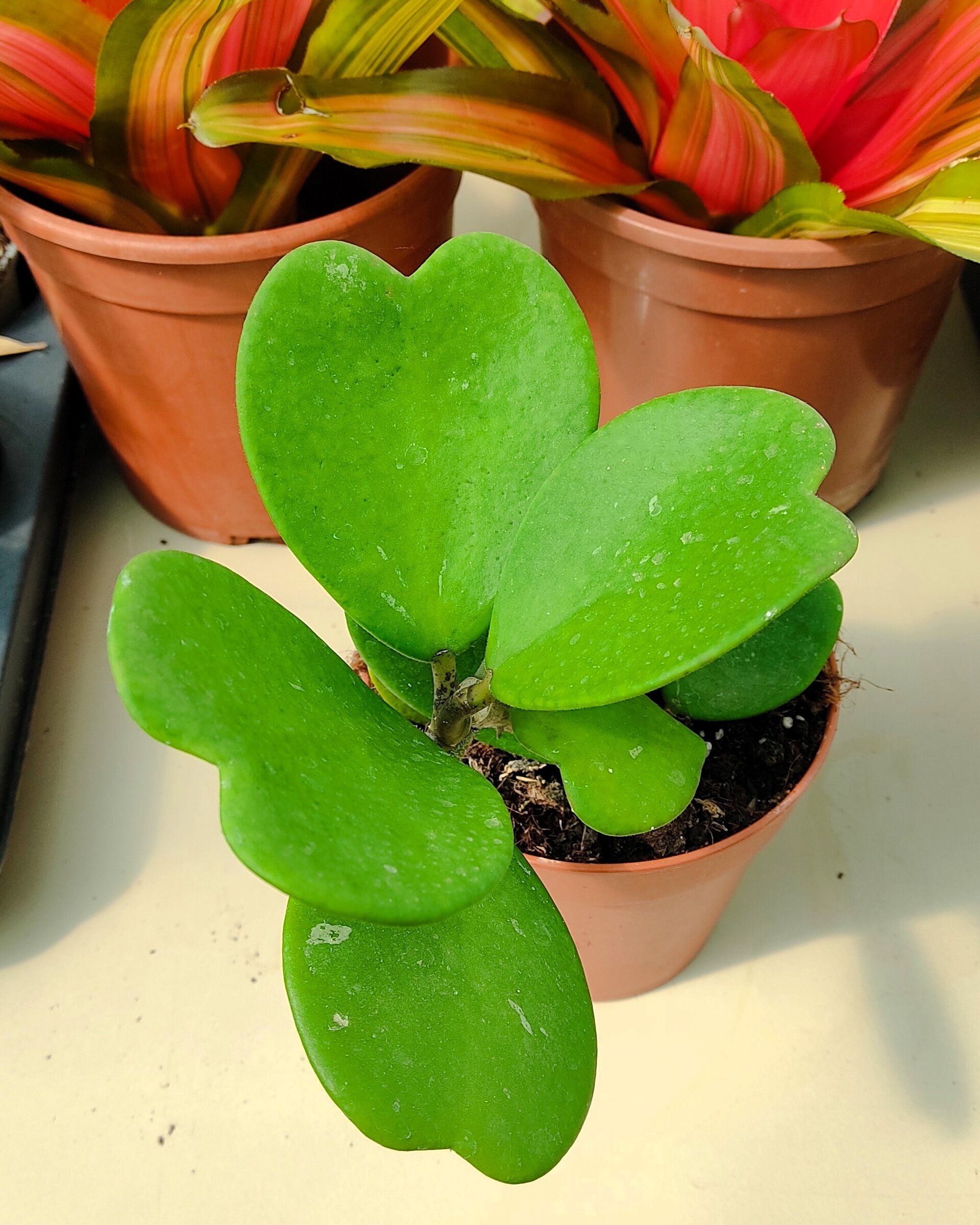 Hoya kerrii [enredadera] (planta corazón enredadera) - 4