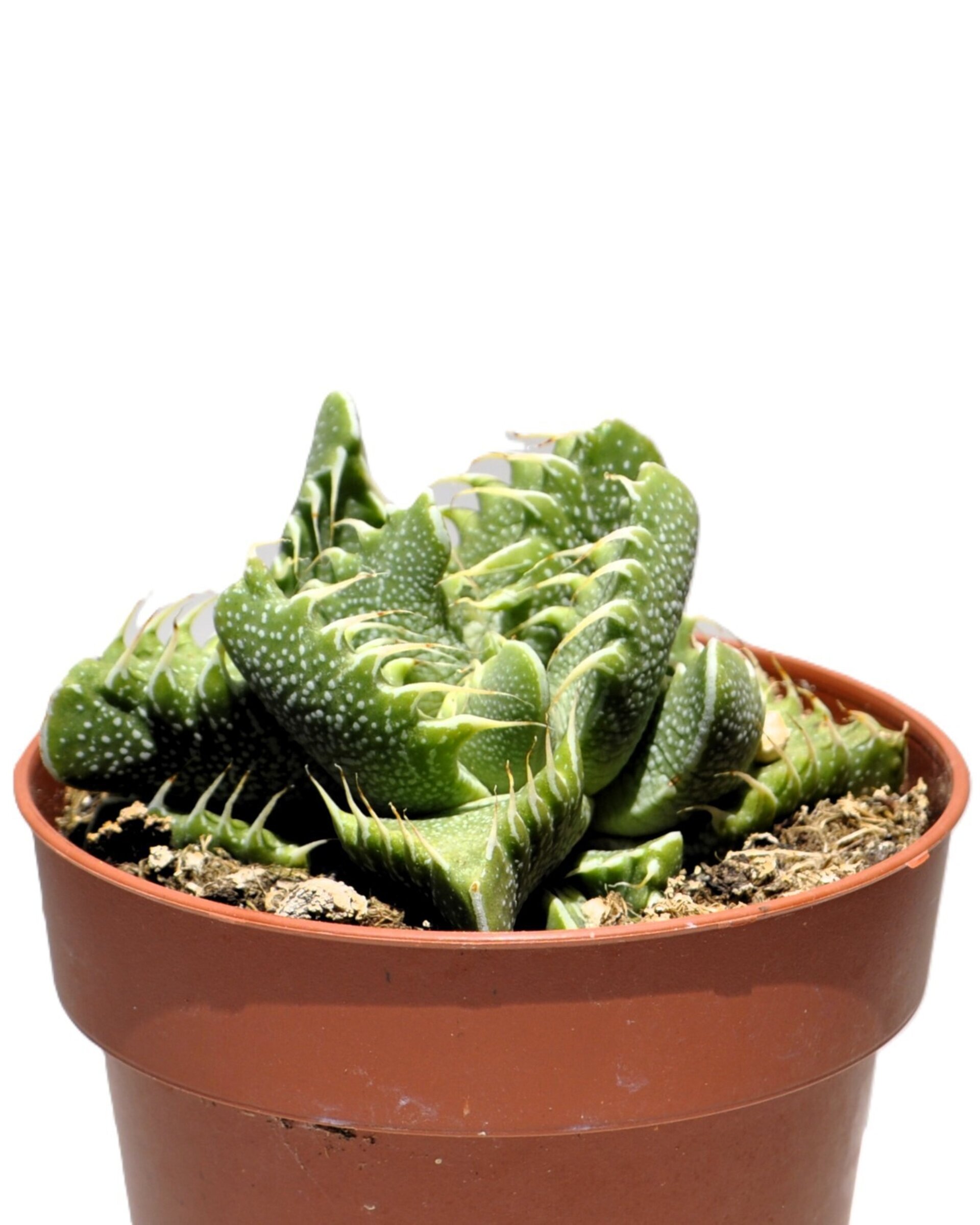 Faucaria tigrina (boca de tigre) - 4