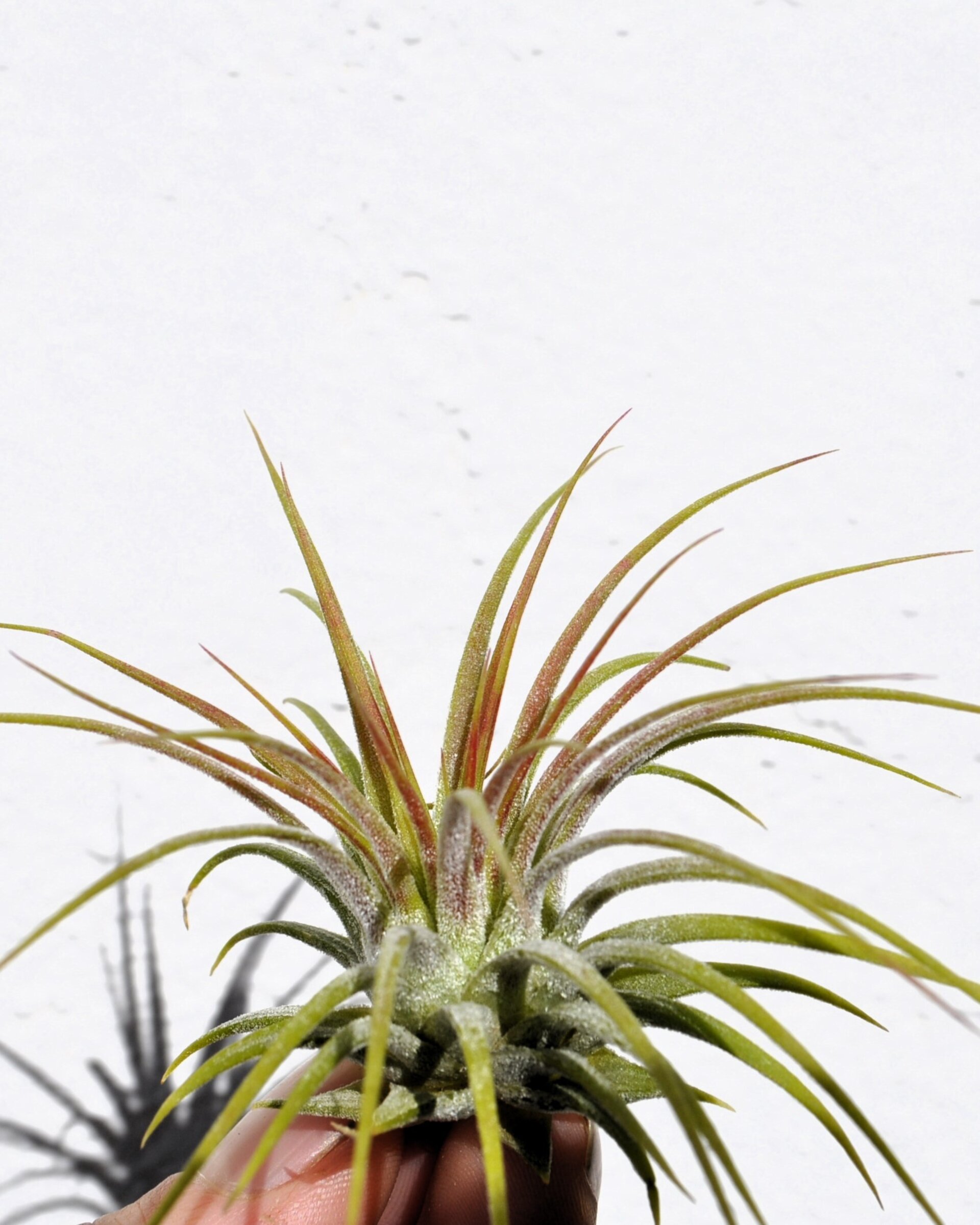 Tillandsia ionantha var. rubra - 2