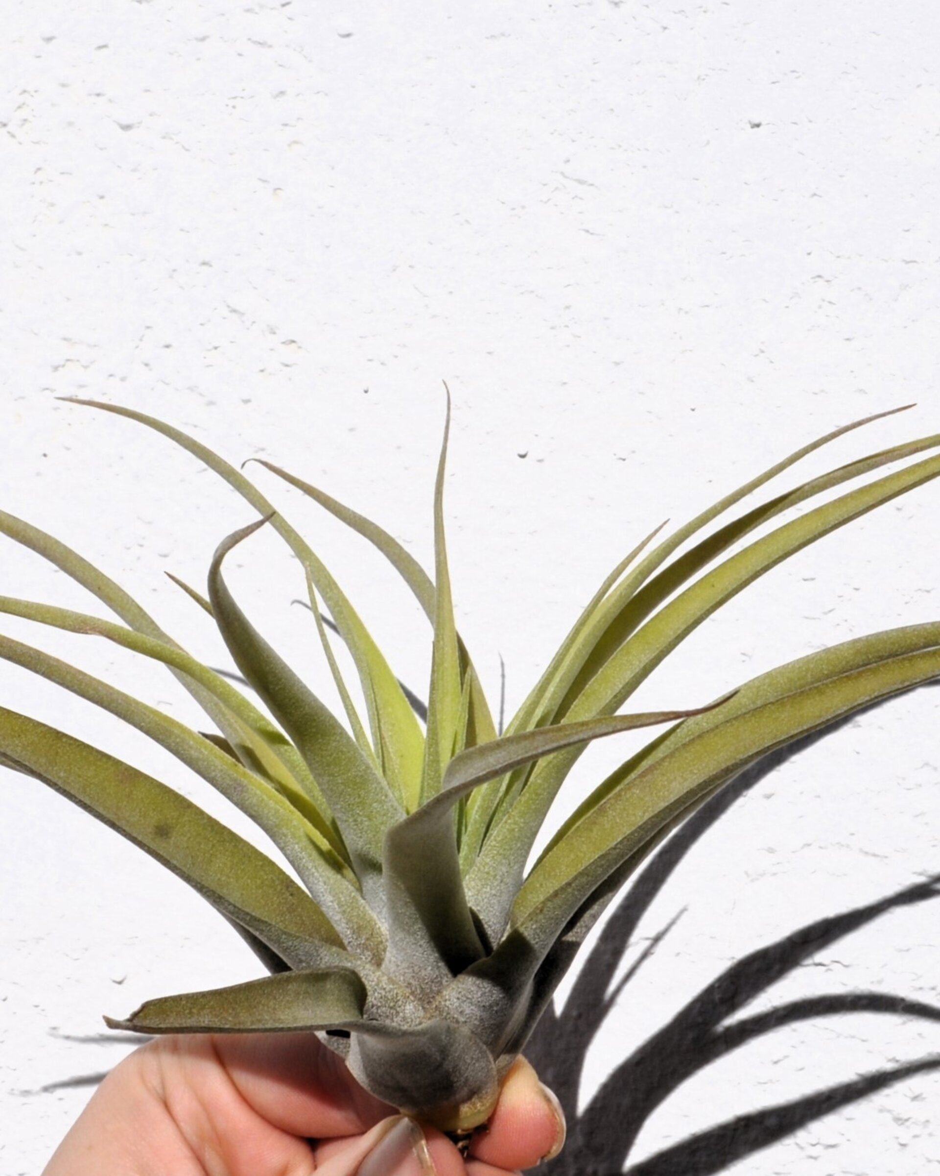 Tillandsia capitata 'Peach' (medium) - 3