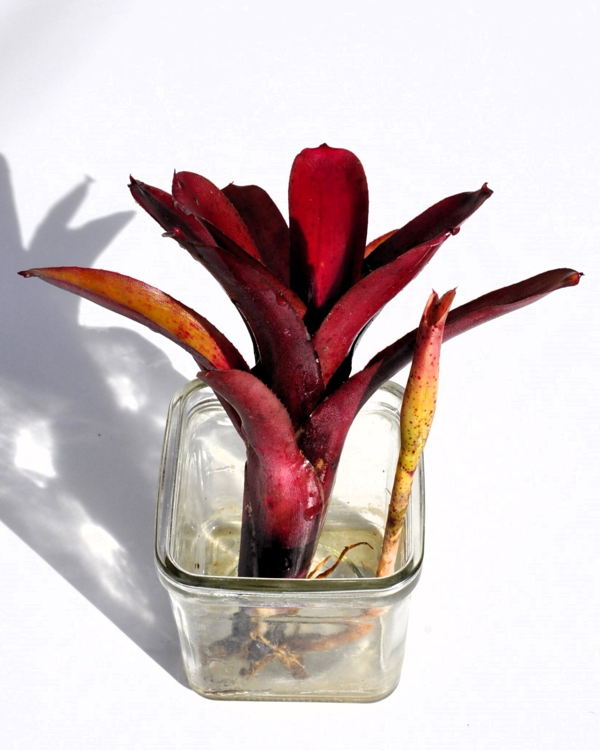 Neoregelia 'Amazon' - 6