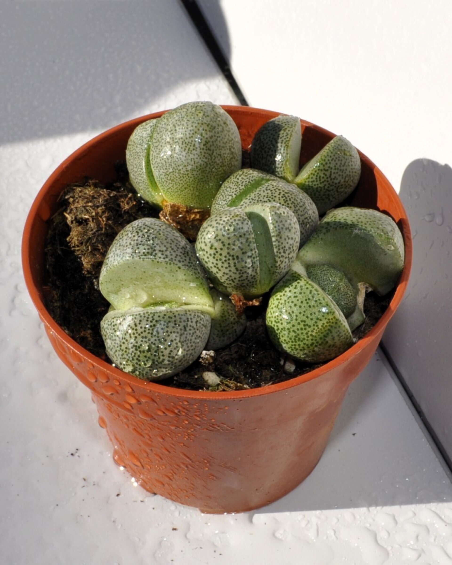 Pleiospilos nelii - 5