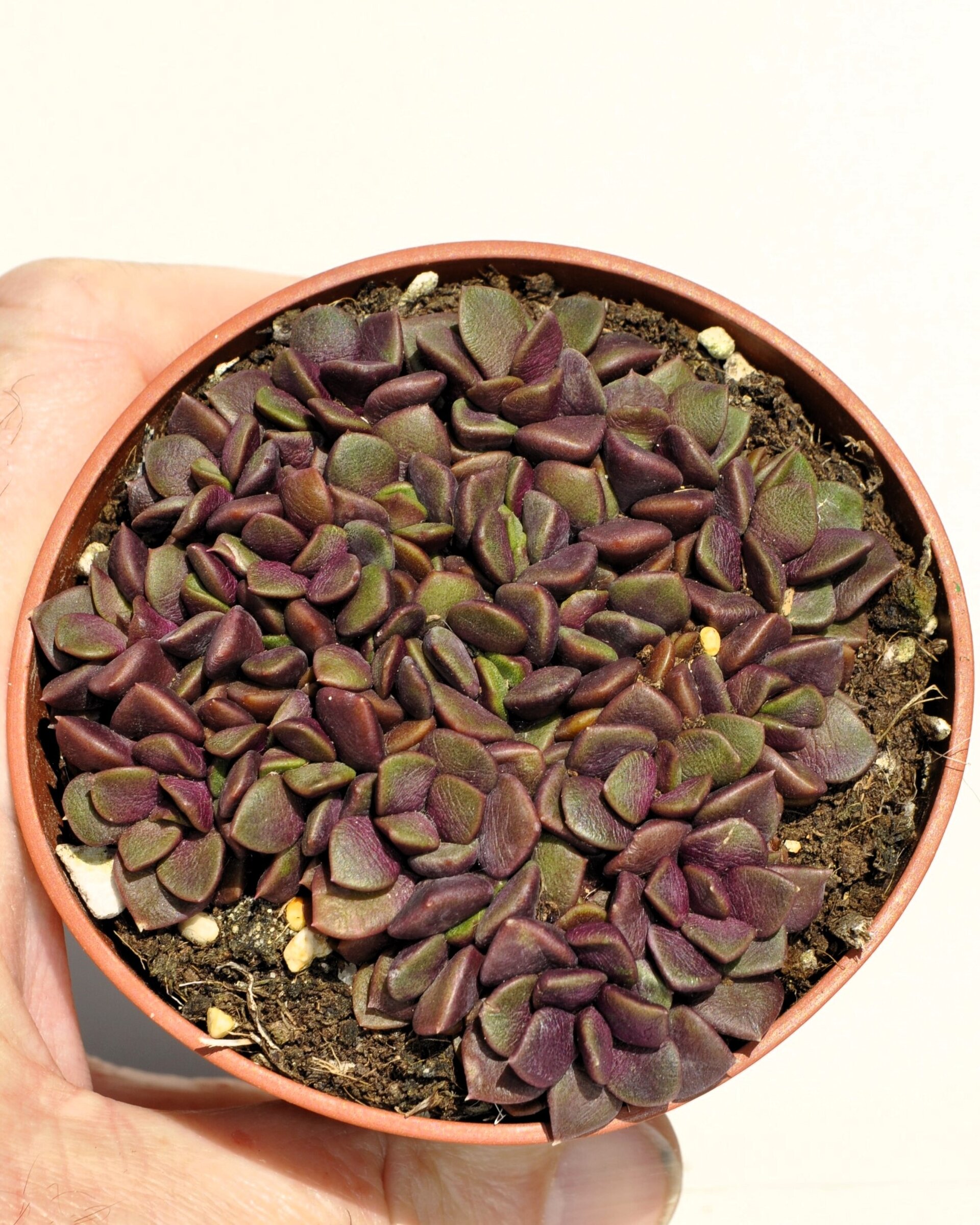 Anacampseros rufescens (rosa de arena) - 3