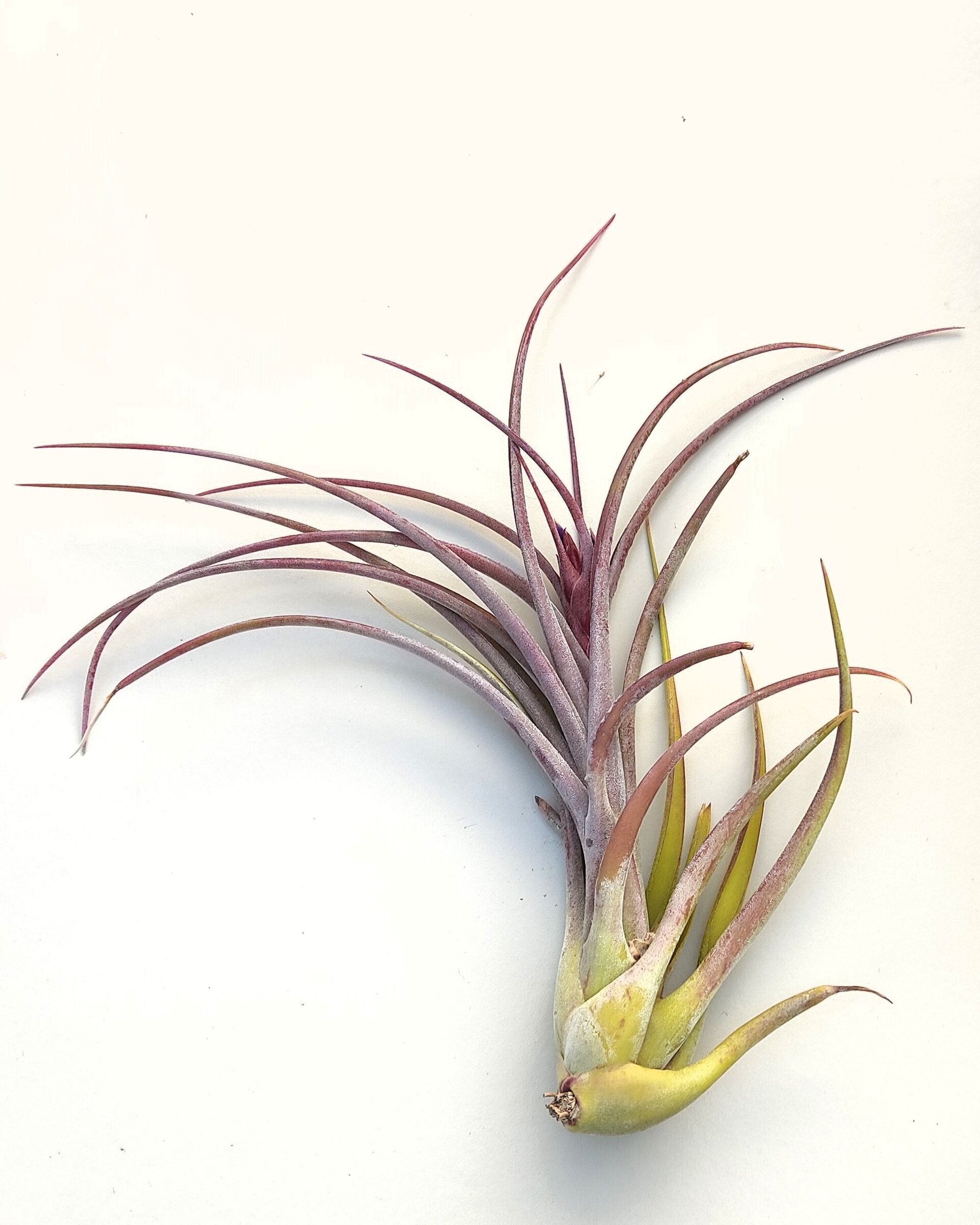 Tillandsia caput-medusae x flabellata [híbrido] - 7