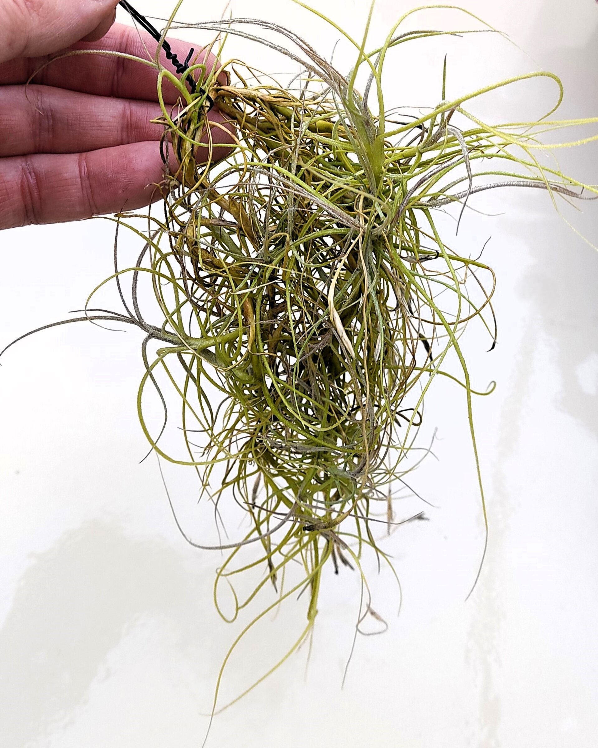 Tillandsia mallemontii - 4