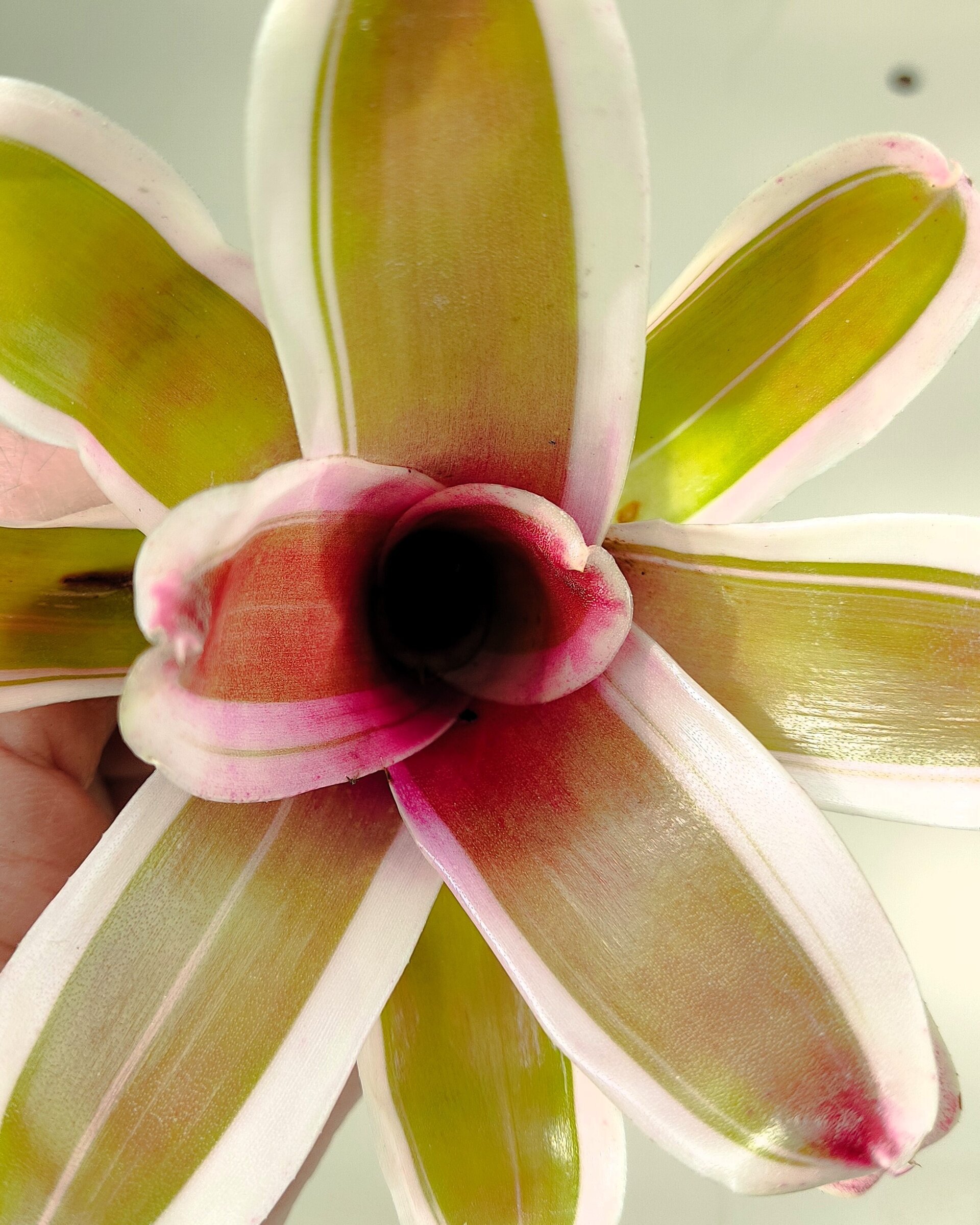 Neoregelia 'Pink' - 3