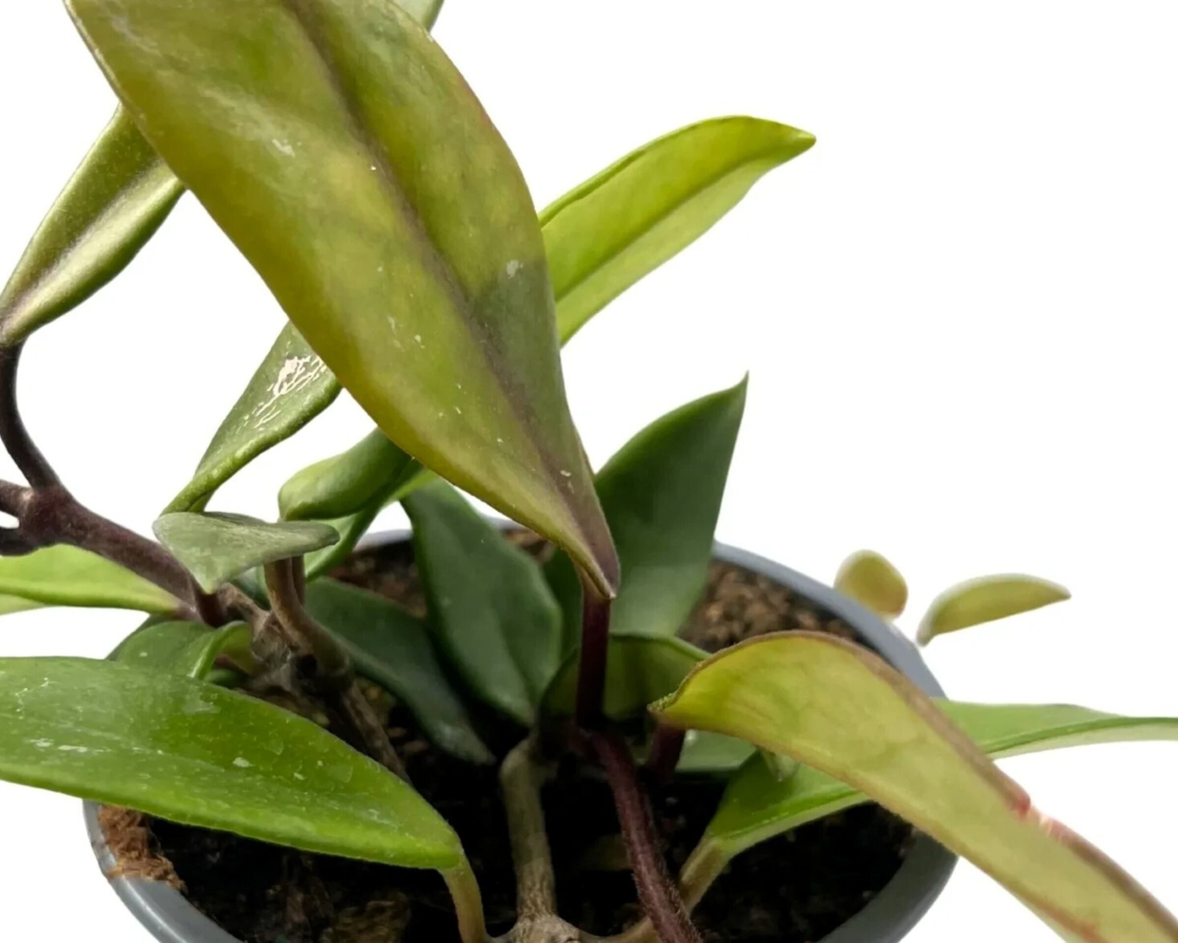 Hoya carnosa (flor de cera) - 2