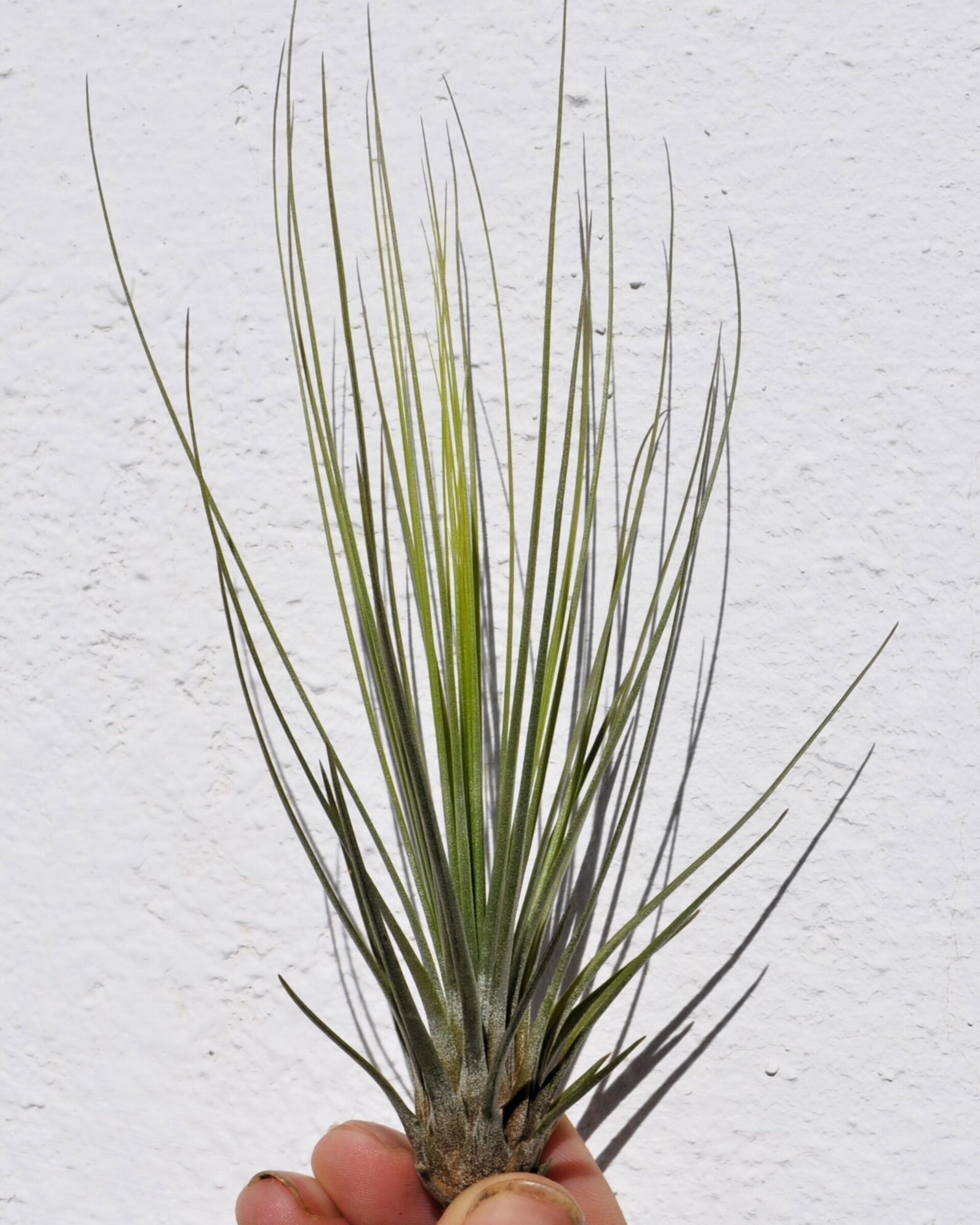 Tillandsia juncifolia - 9
