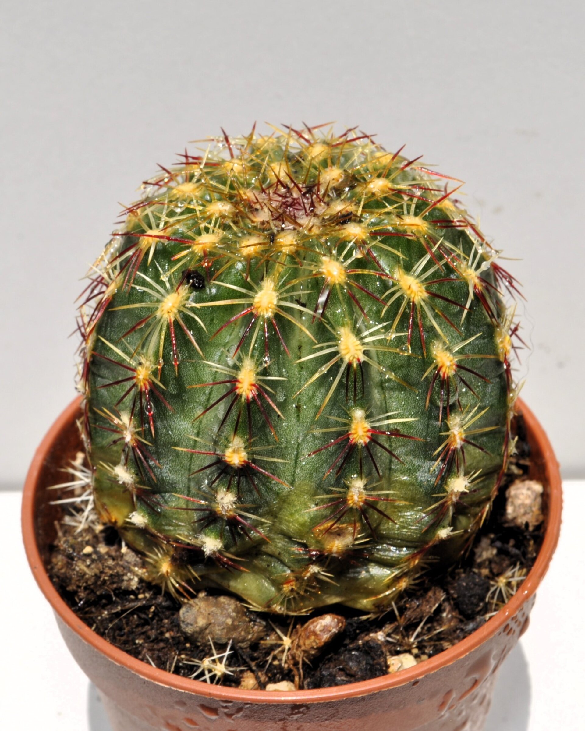 Echinocereus viridiflorus M 5.5 (cactus erizo verde) - 3