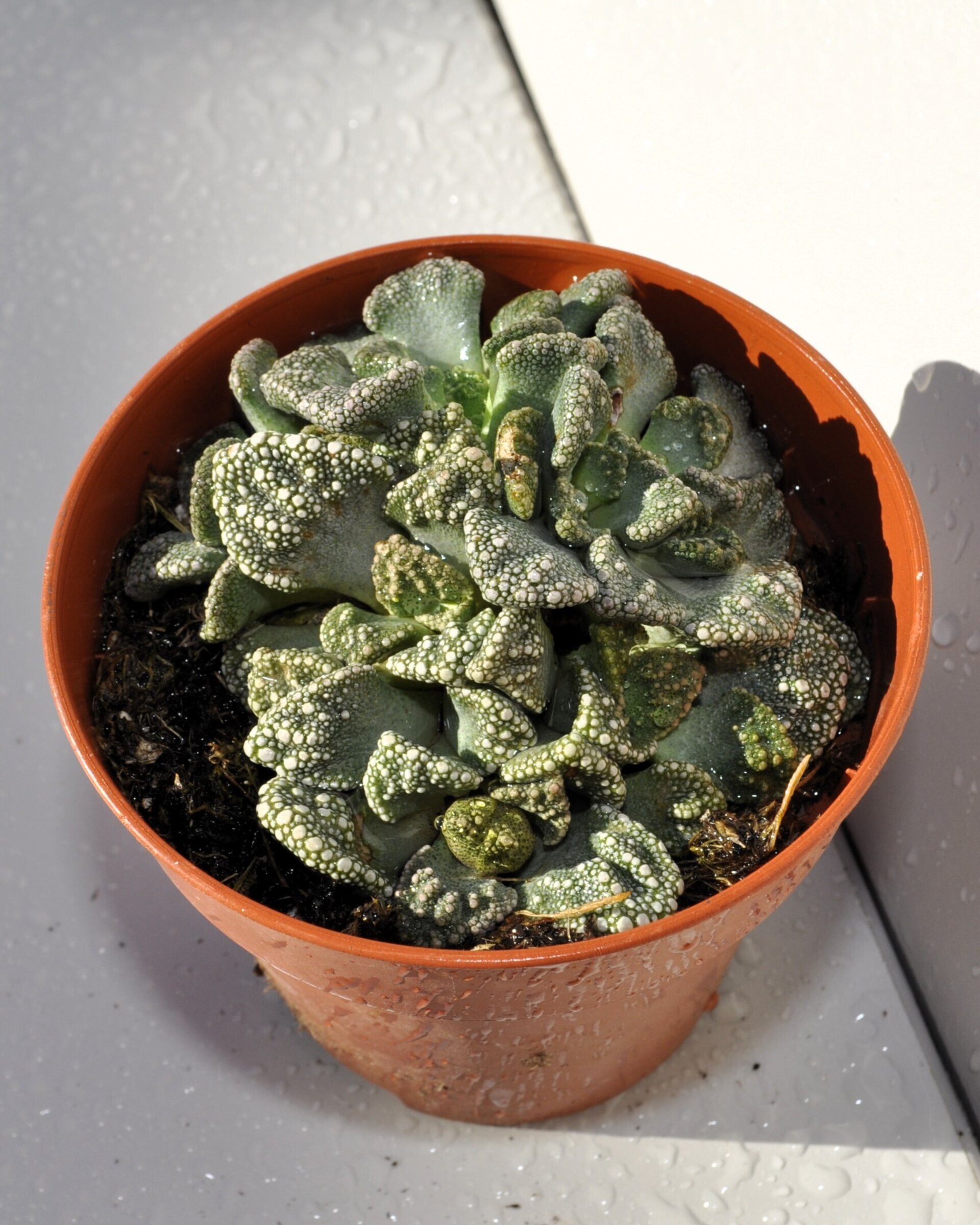 Titanopsis calcarea M8.5 (hoja de cemento [mediana]) - 8