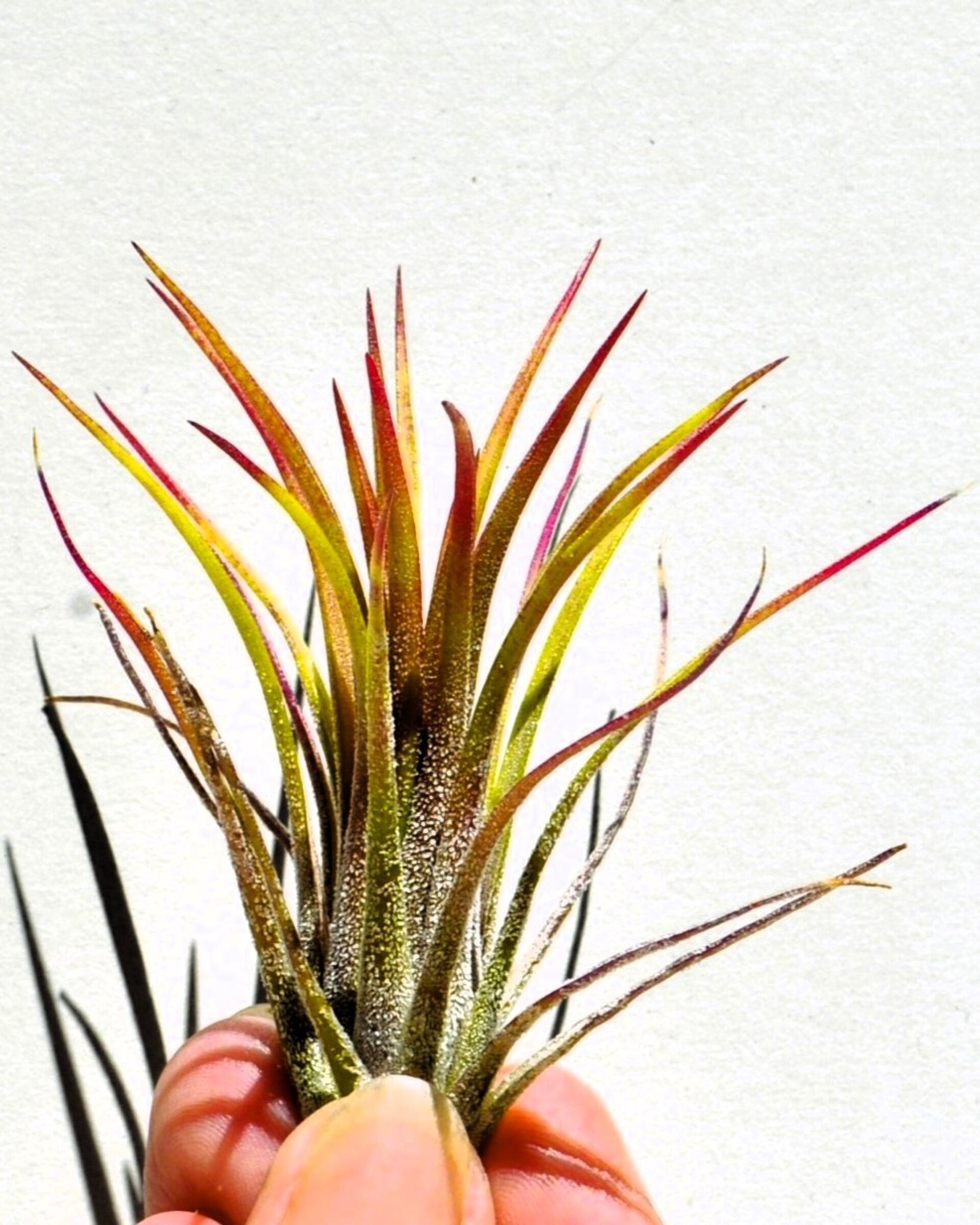 Tillandsia ionantha 'Fuego' - 3