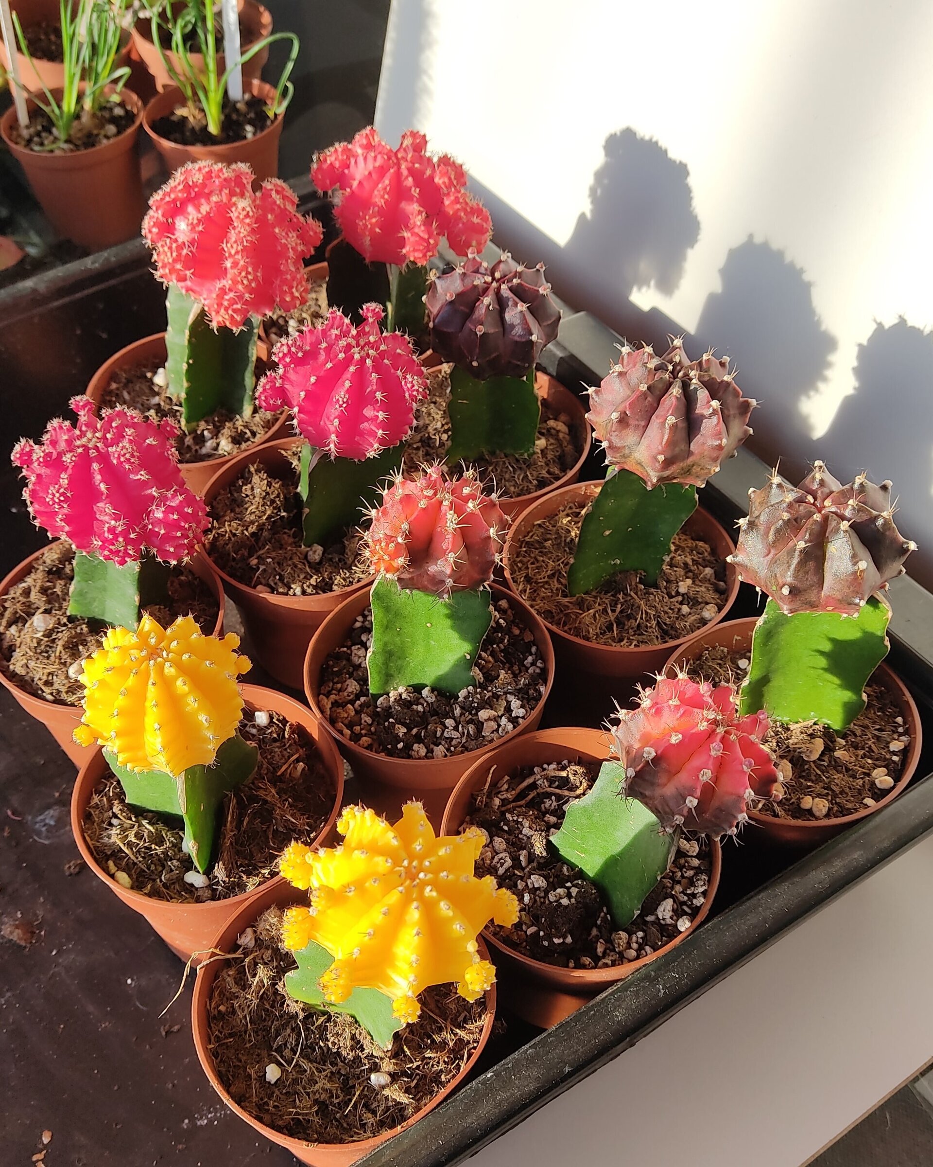 Gymnocalycium mihanovichii injertado - bicolor (naranja-negro) - 2