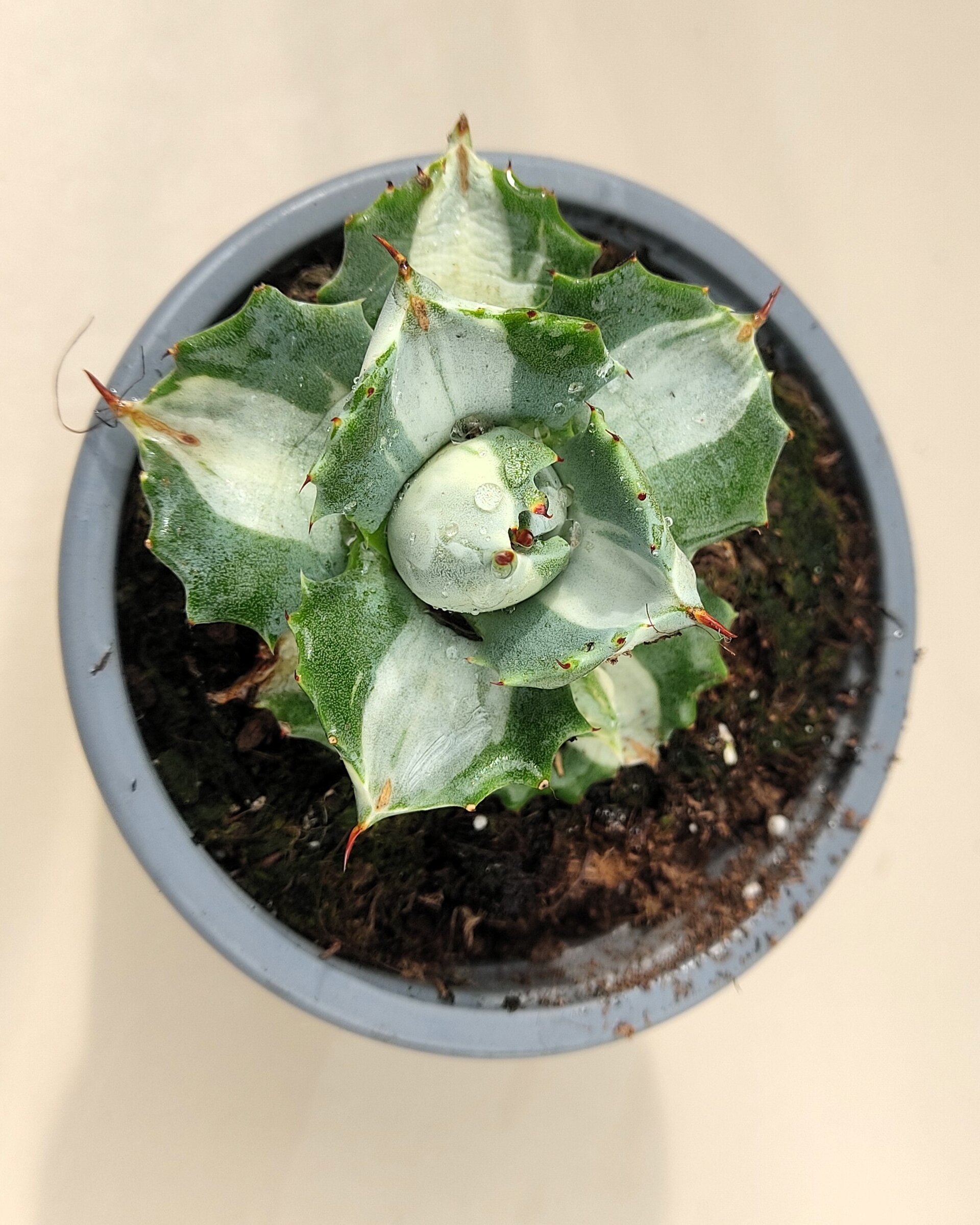 Agave isthmensis 'Ohi Raijin' variegata - M8 ("Dios del Trueno") - 1