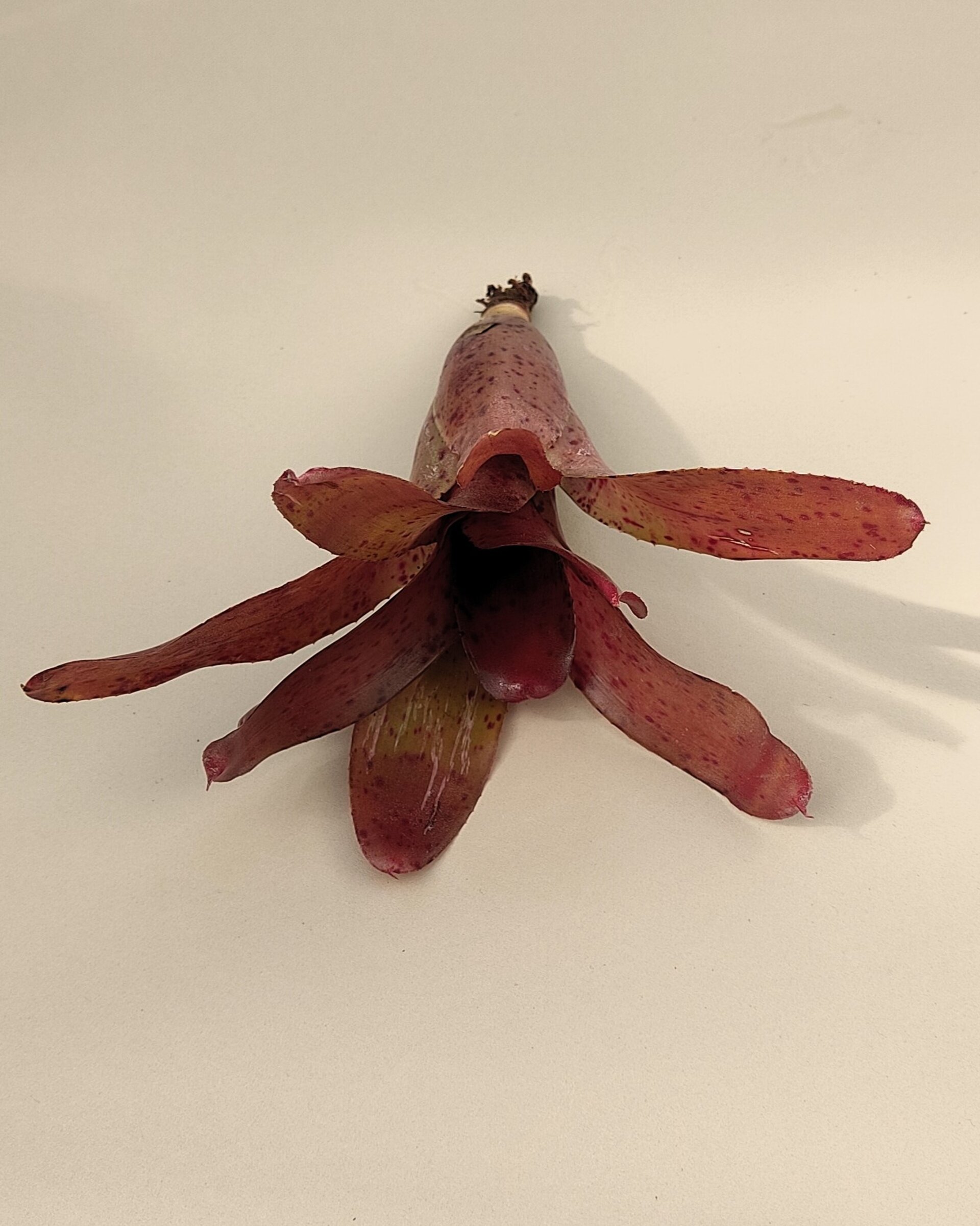 Neoregelia 'Iride' - 4