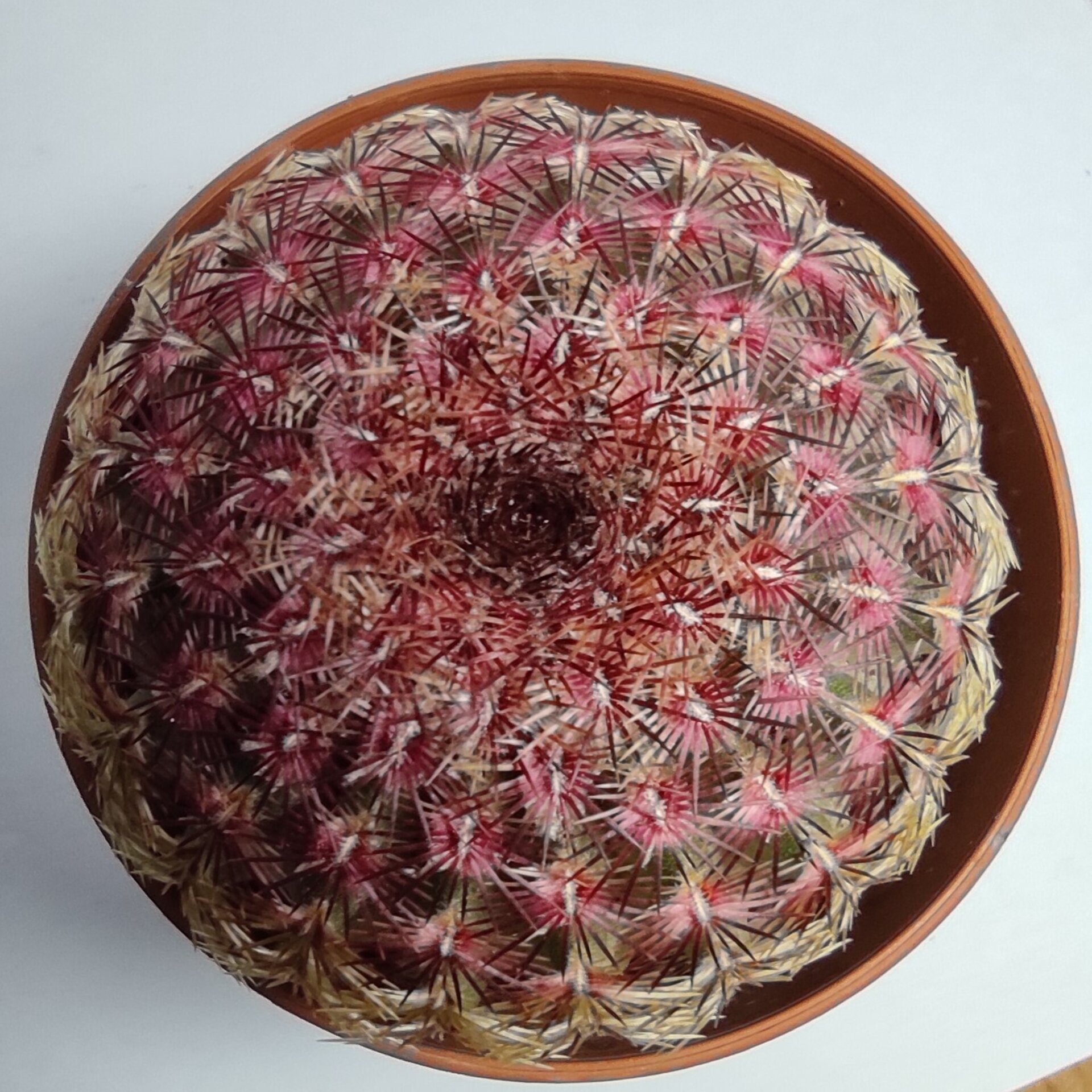 Echinocereus rigidissimus Rubispinus (cactus arcoiris) - 6