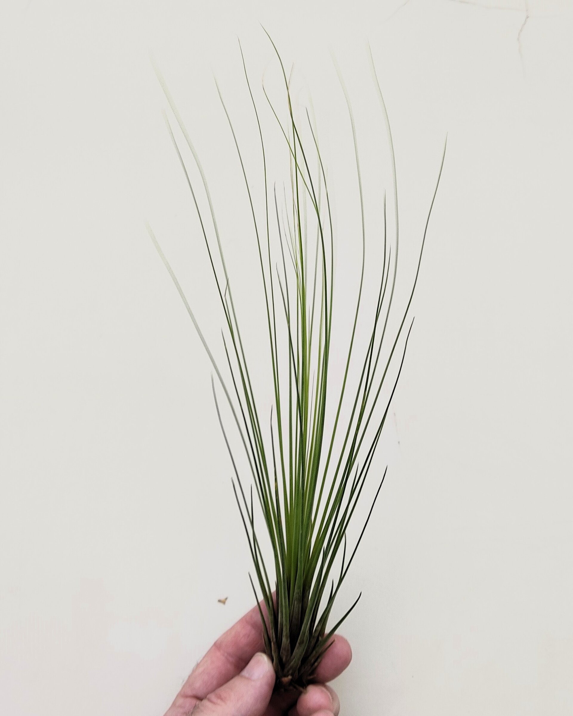 Tillandsia juncifolia [medium] - 3