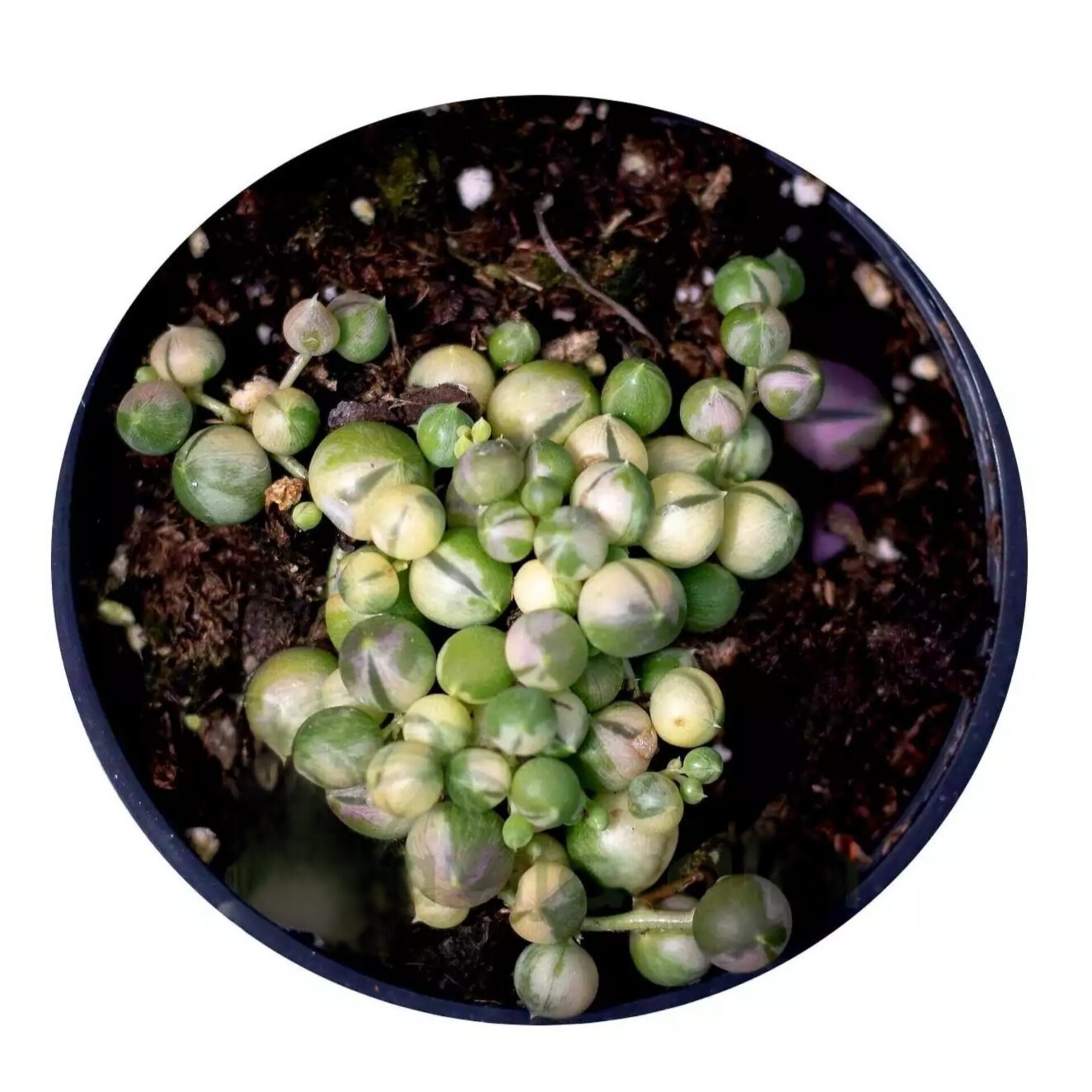 Senecio rowleyanus 'Variegata' [M10,5] (collar de perlas variegado) - 1