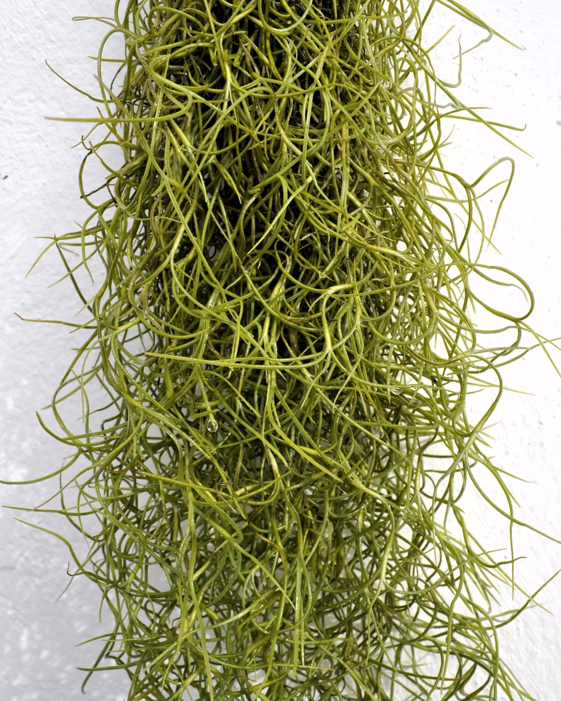 Tillandsia usneoides [standard] (barba de viejo) - 8