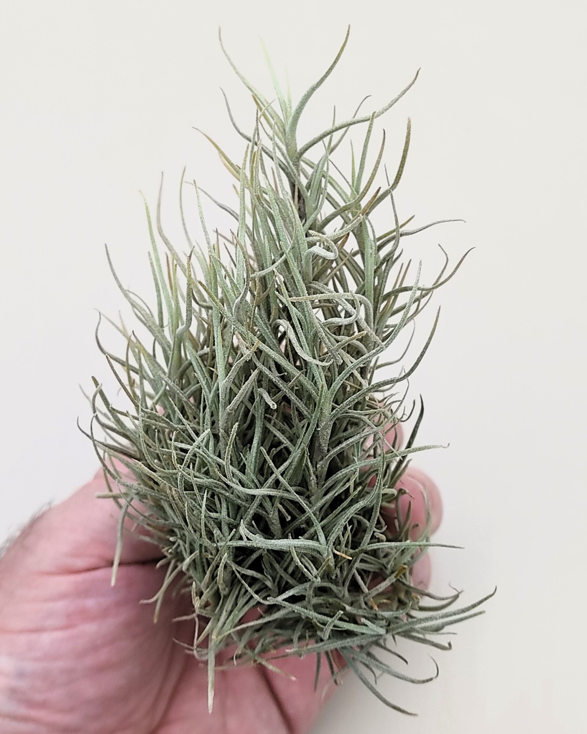 Tillandsia capillaris - 3