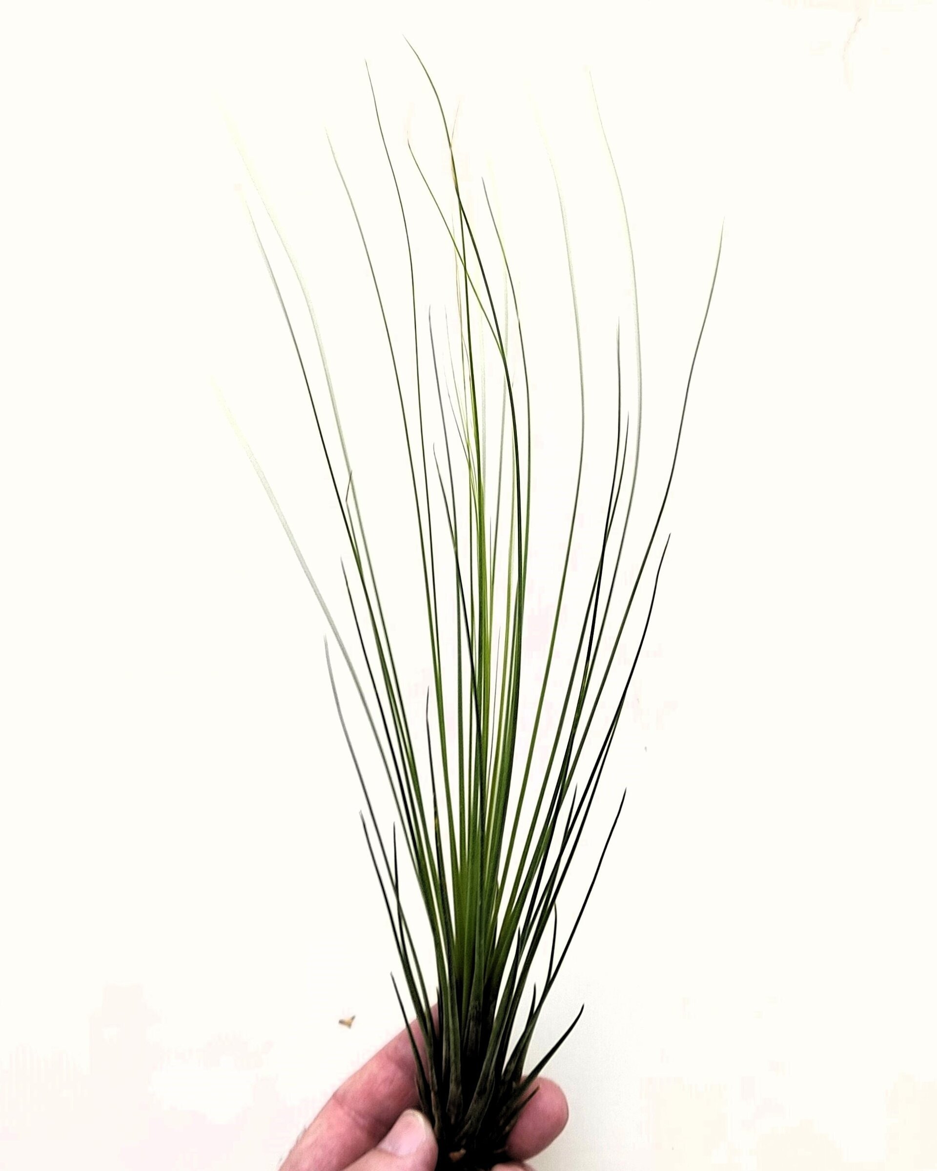 Tillandsia juncifolia - 7