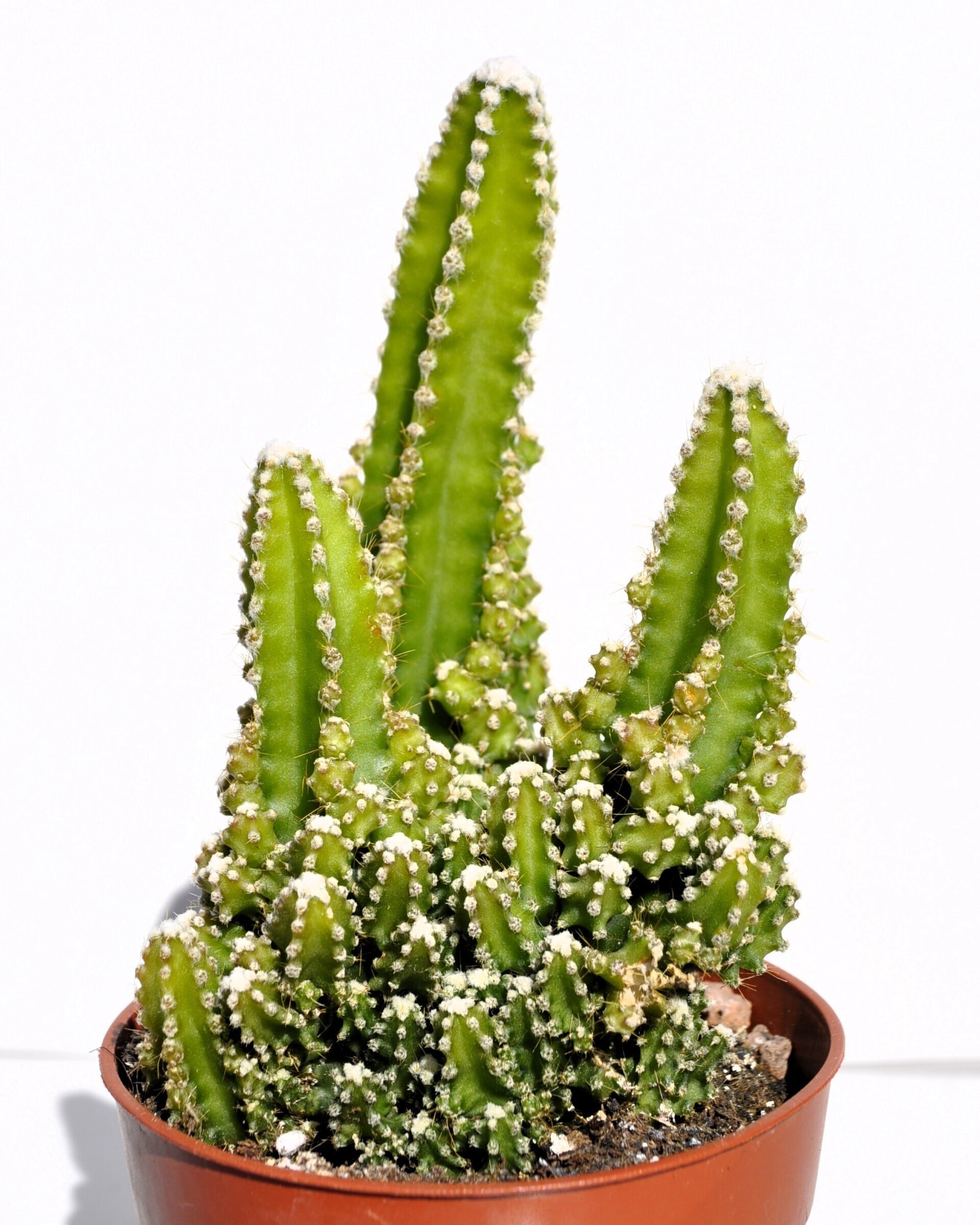 Cereus peruvianus ("cactus antirradiaciones") - 3