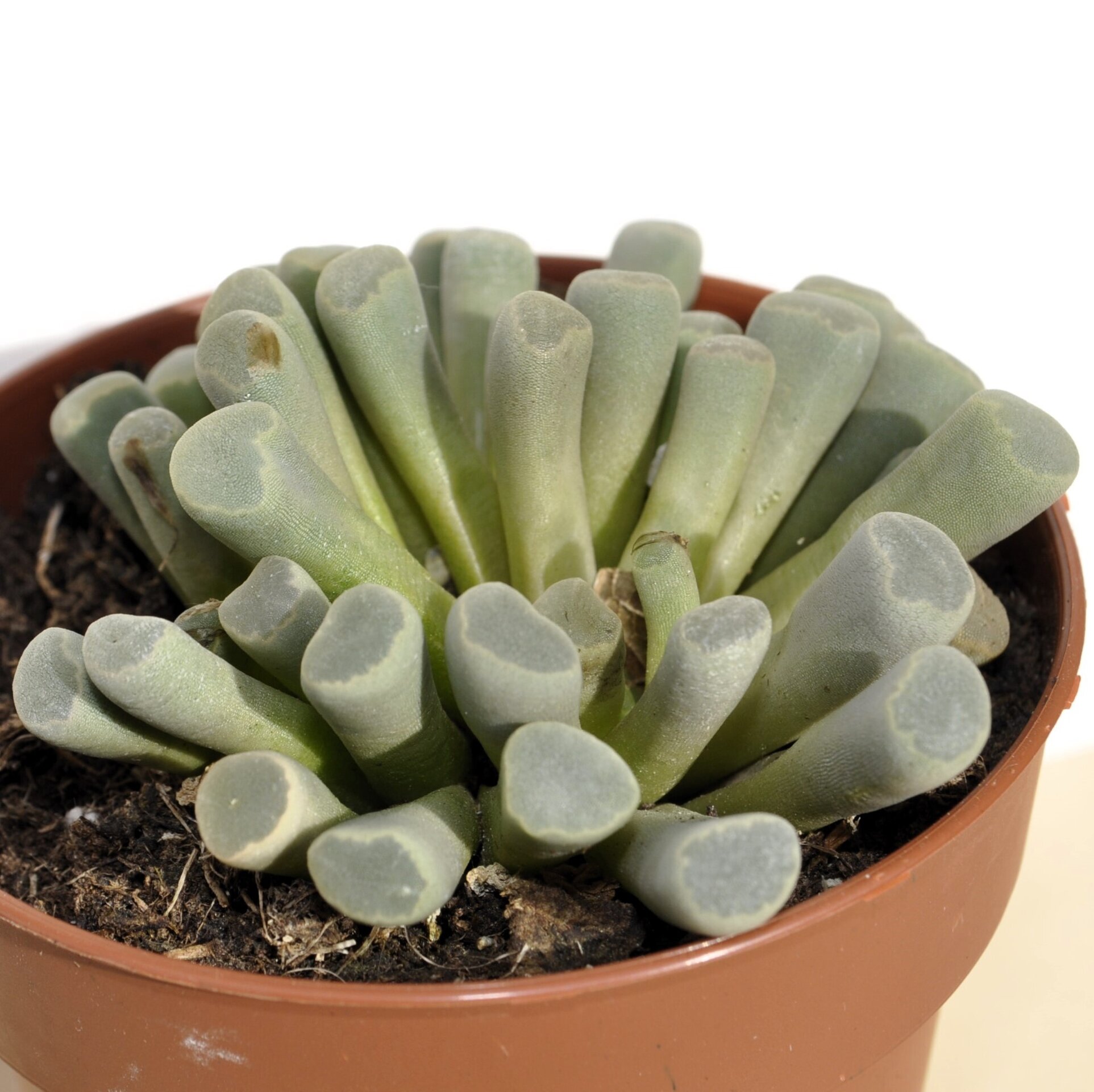 Frithia pulchra (planta ventana, fritia) - 7