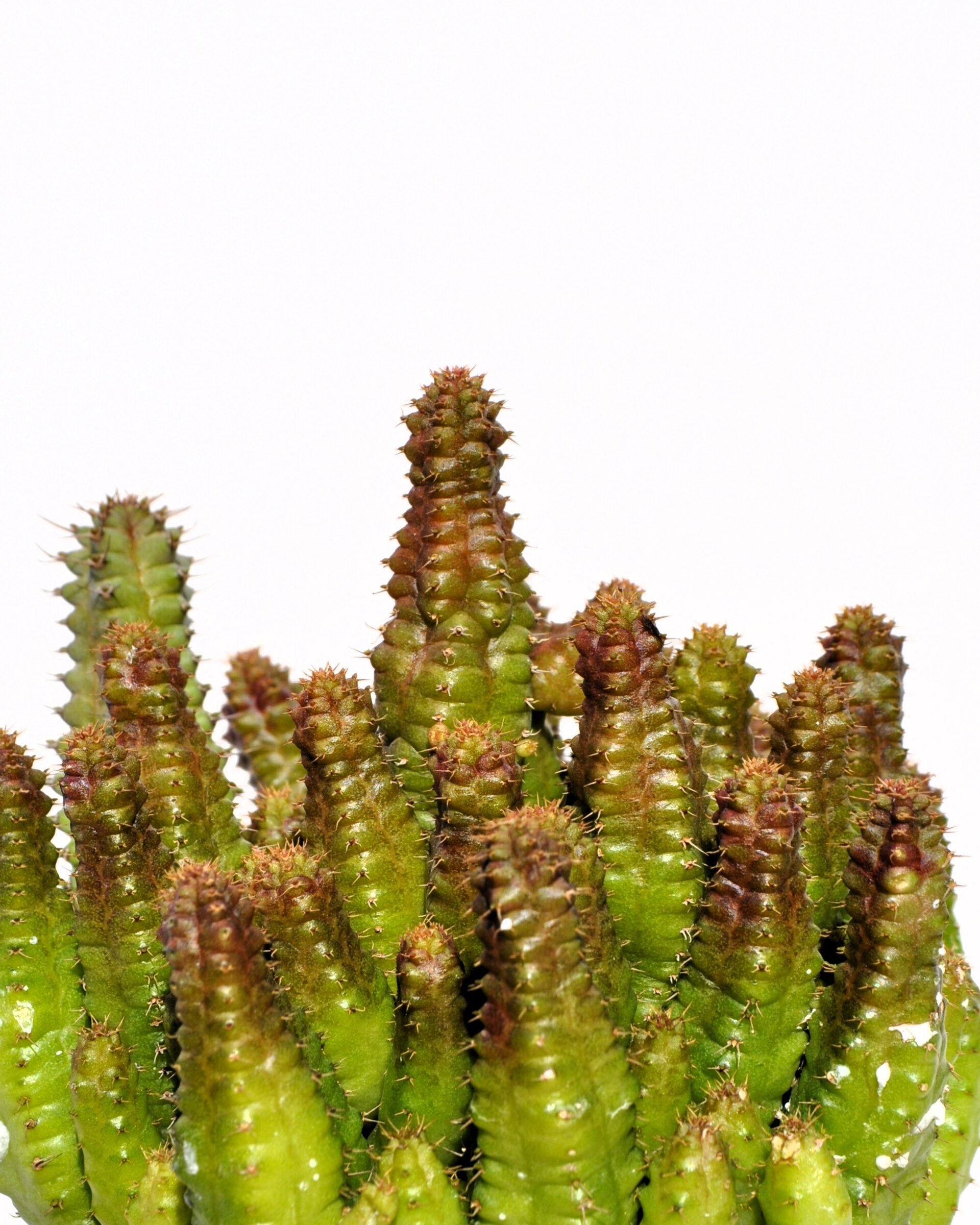Euphorbia cf. pitica - 3