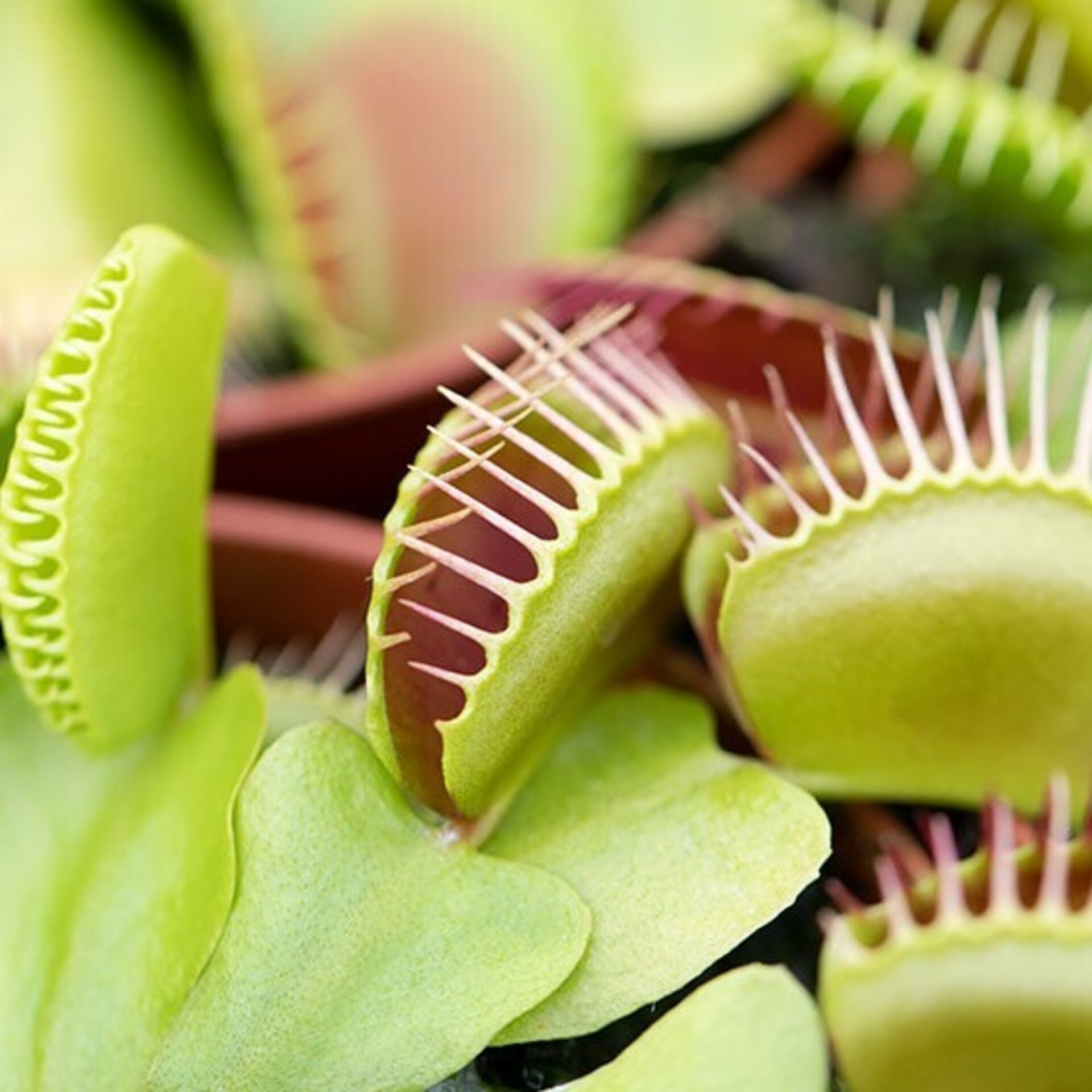 Planta carnívora Dionaea muscipula M5,5 (venus atrapamoscas) - 1