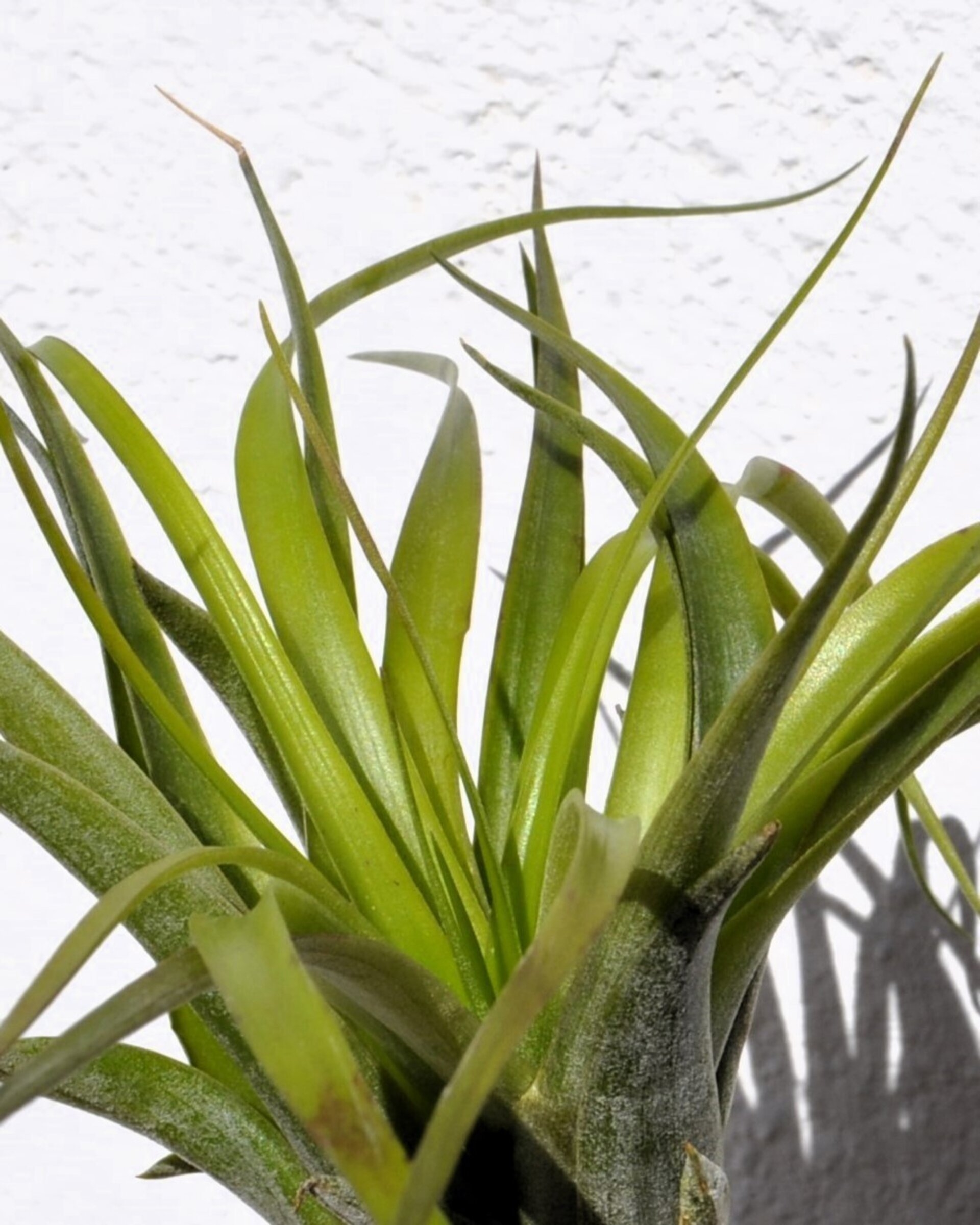 Tillandsia brachycaulos var. brachycaulos - 6