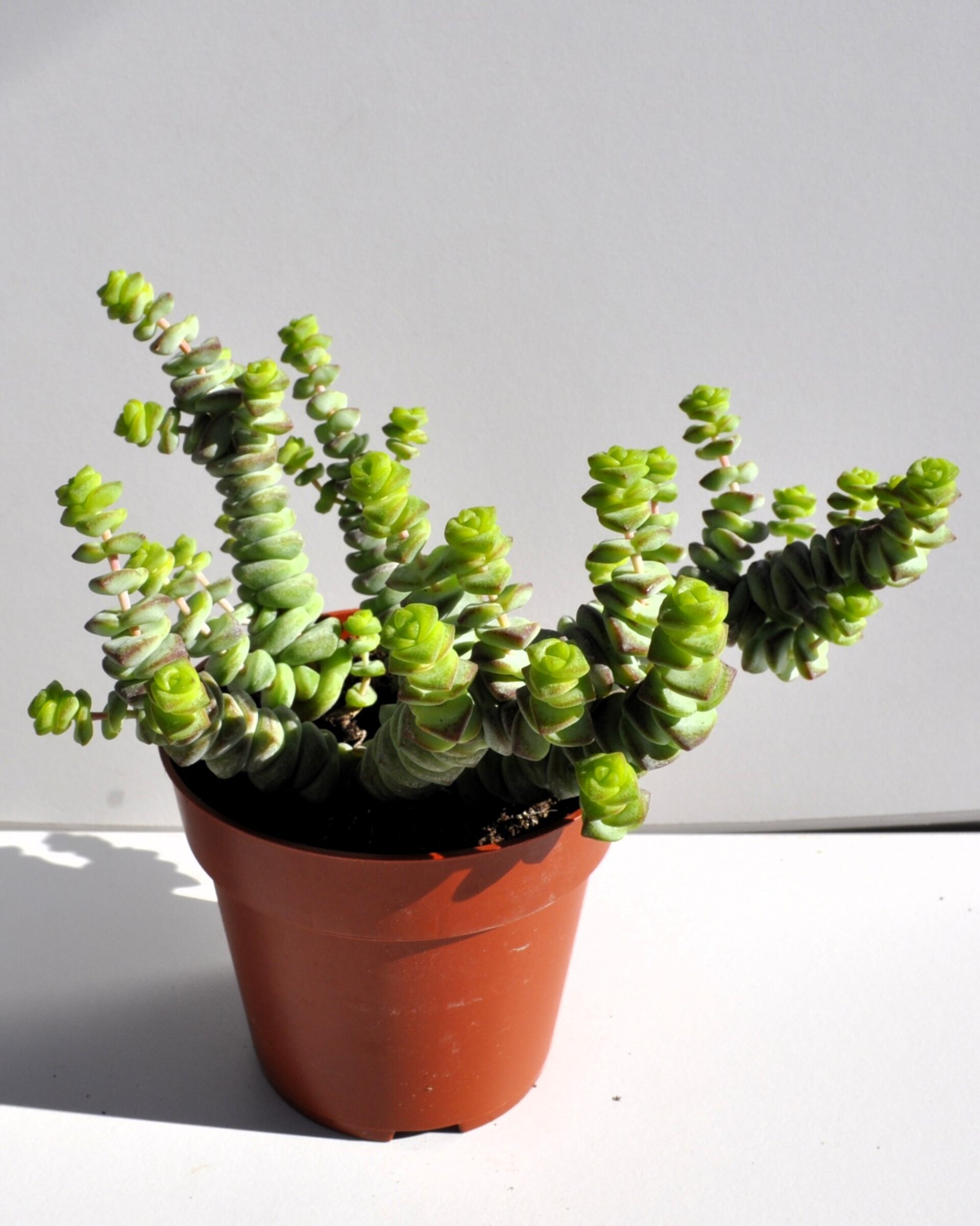 Crassula marnieriana Baby Jade Necklace (collar de jade, pagoda china) - 2