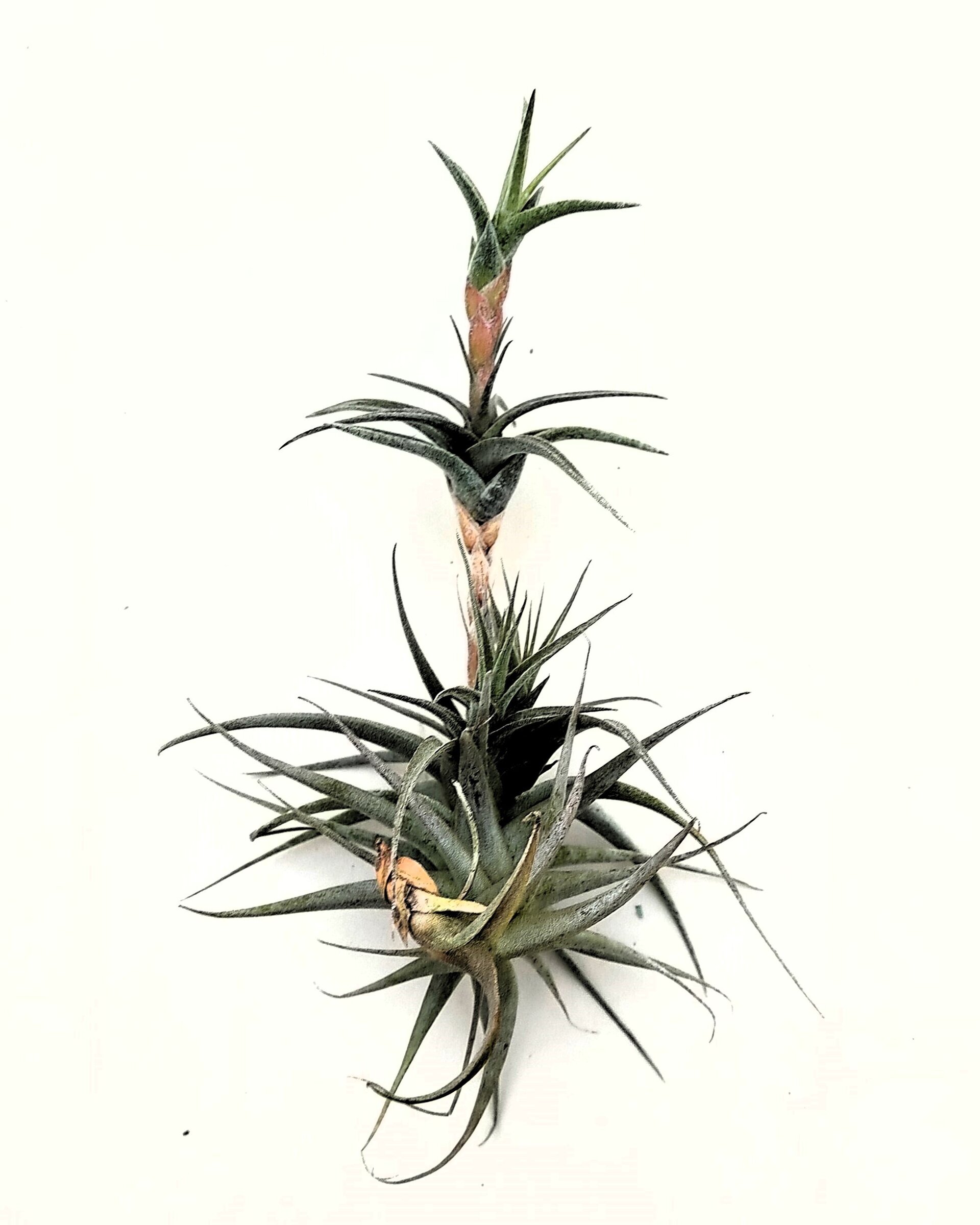 Tillandsia latifolia vivipara - 2
