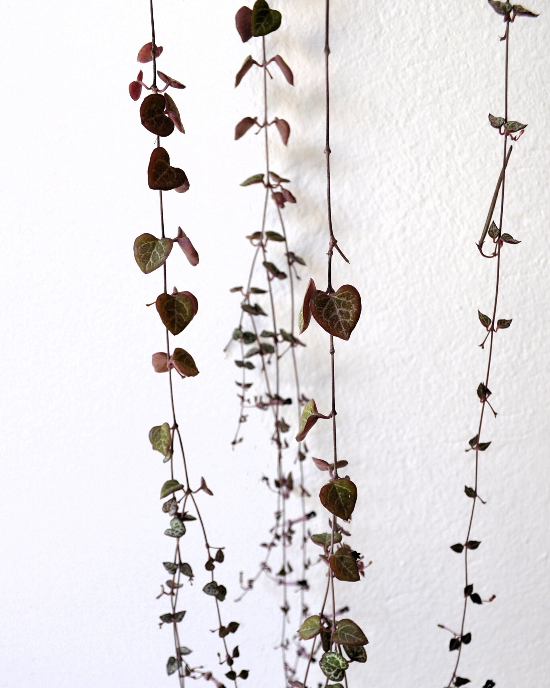 Ceropegia woodii M15 colgante (rosario de corazones) - 2