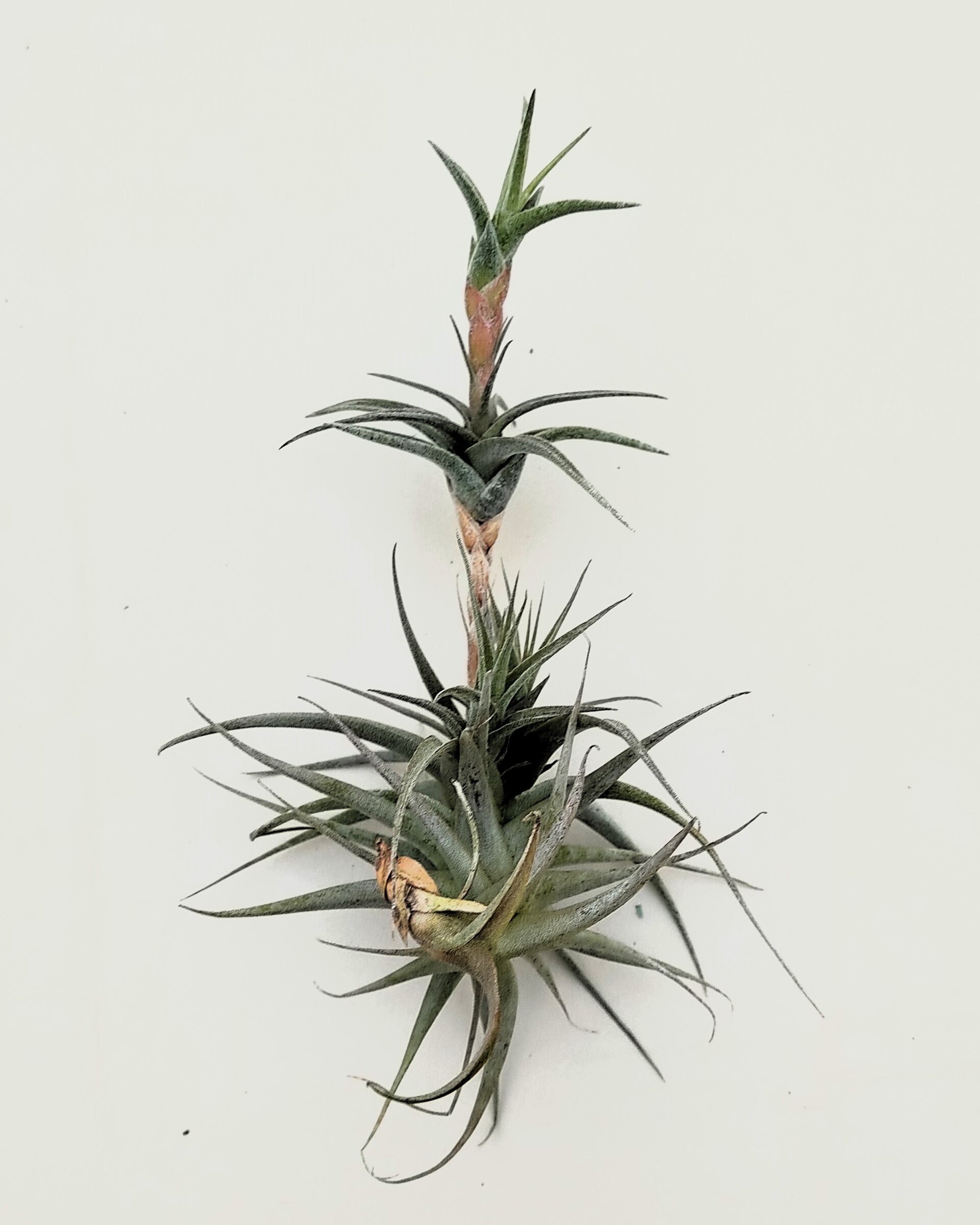 Tillandsia latifolia vivipara - 2