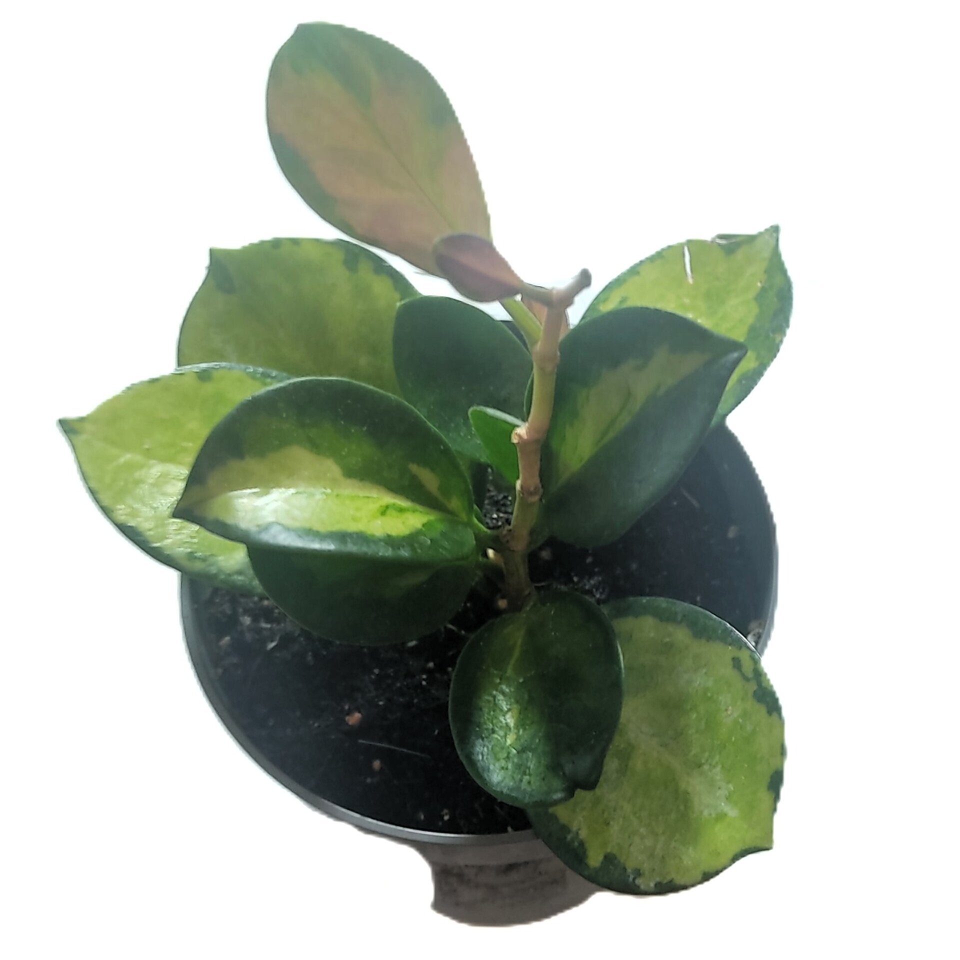 Hoya australis 'Lisa' - 1