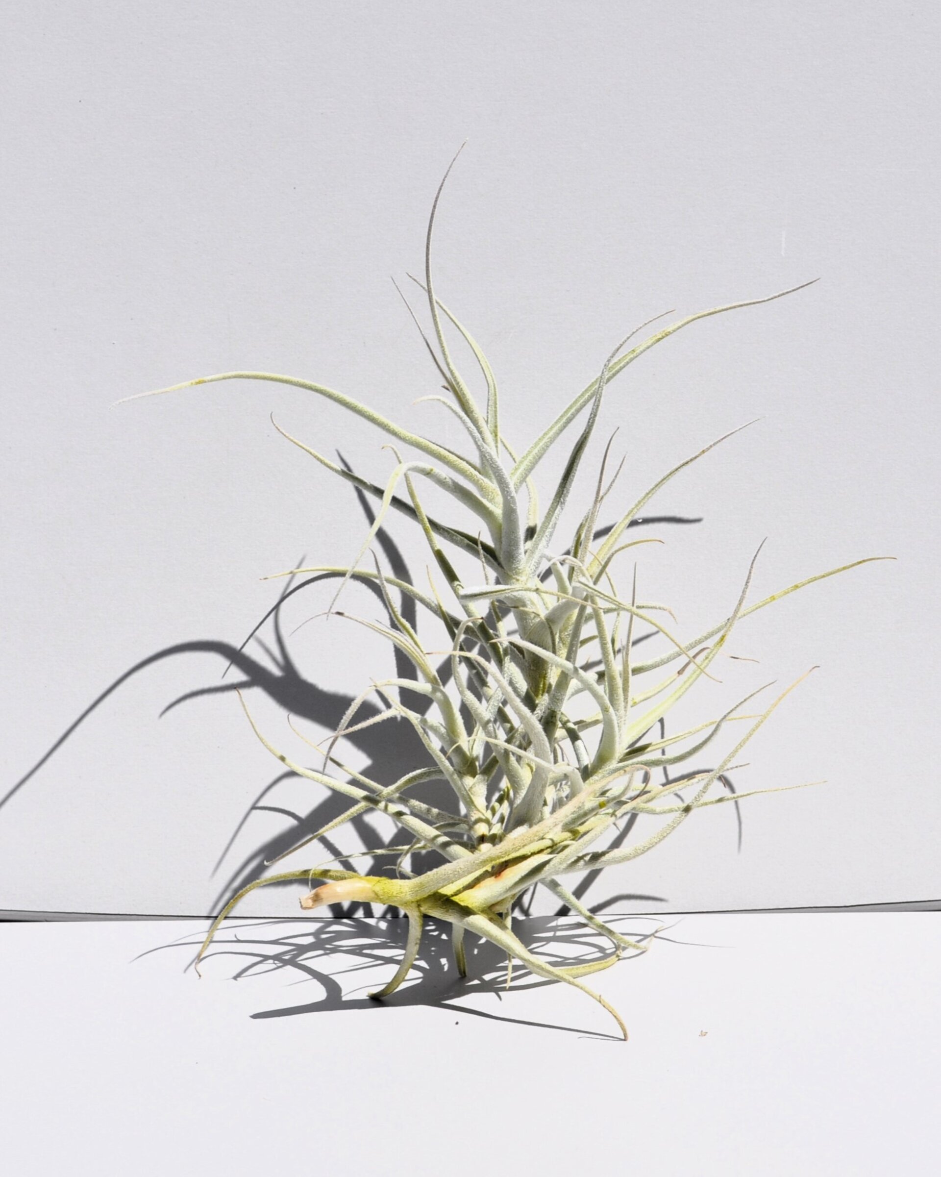 Tillandsia paleacea - 4