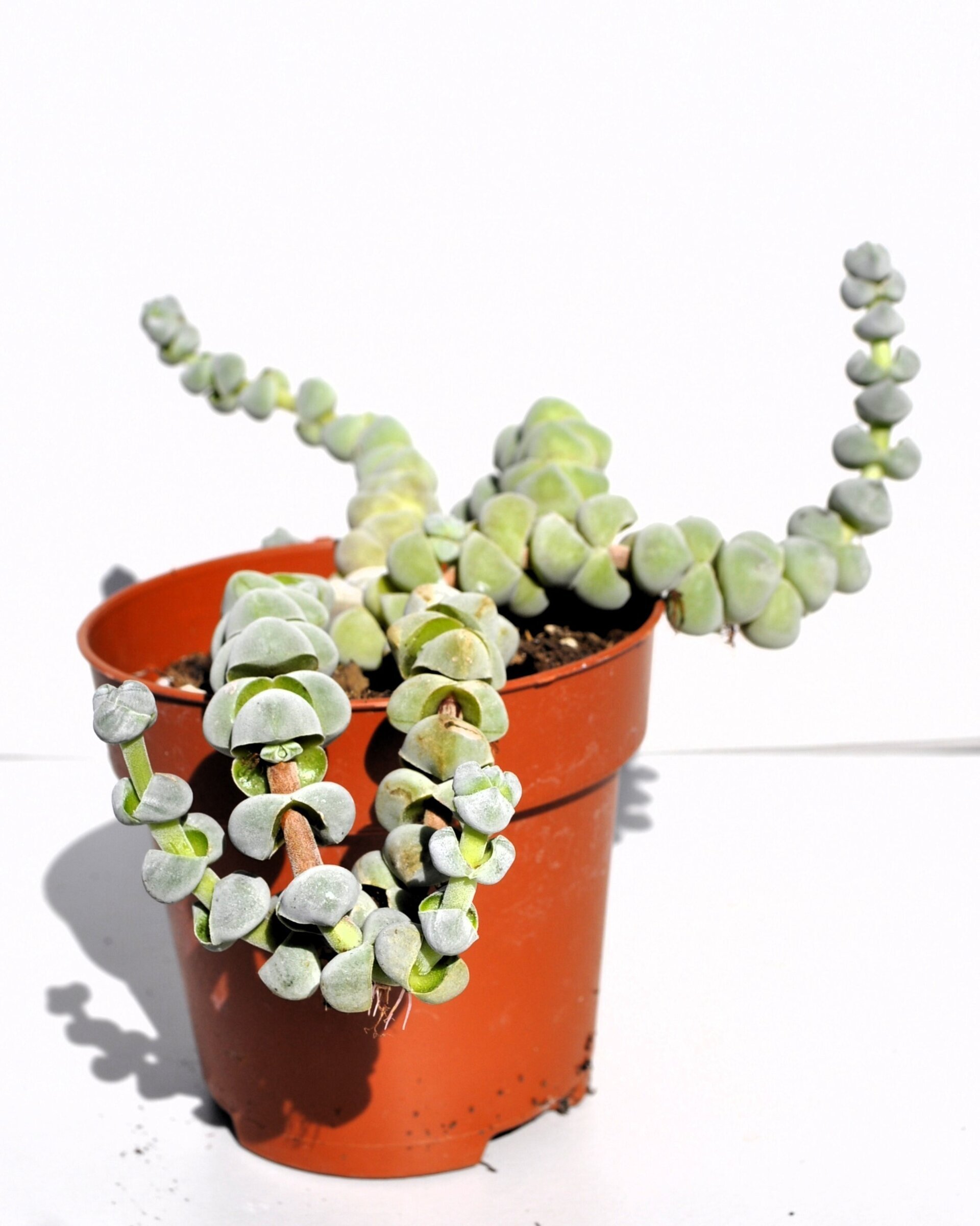 Crassula plegmatoides - 3